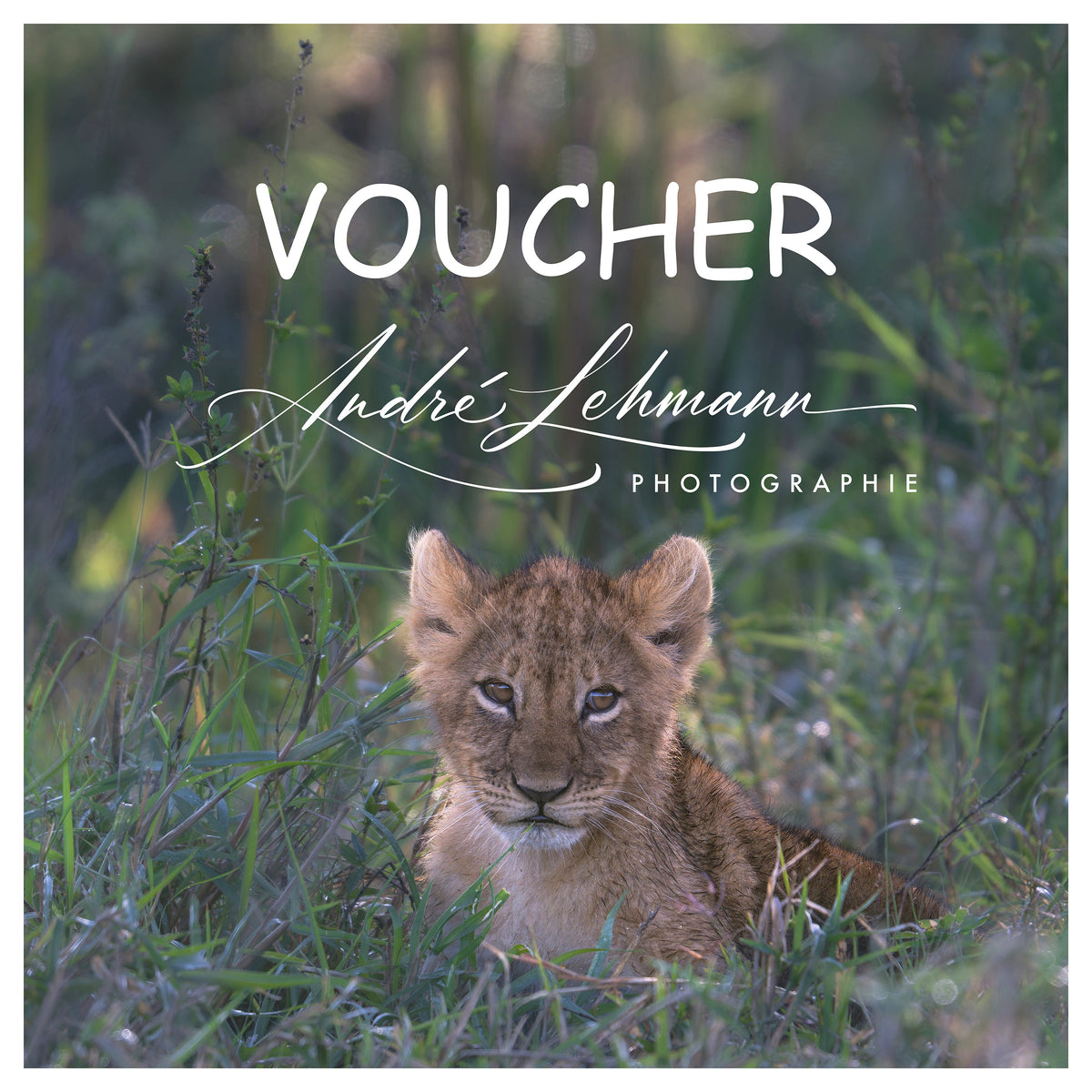 Buy your wildlife photography voucher here