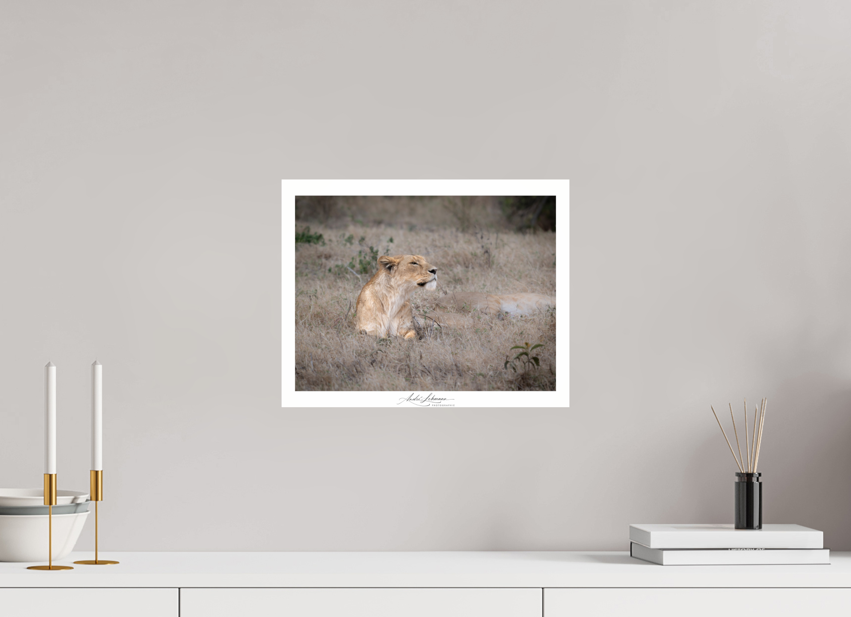 37.9 x 30 cm, Photo Print Under Acrylic Glass An attentive lioness