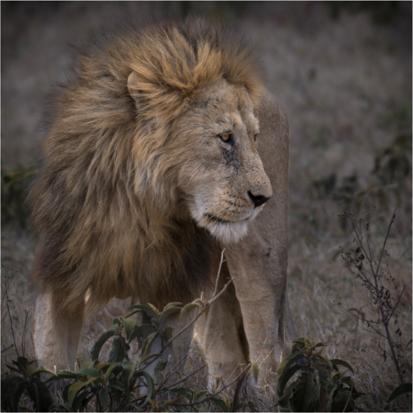 Main image Male lion