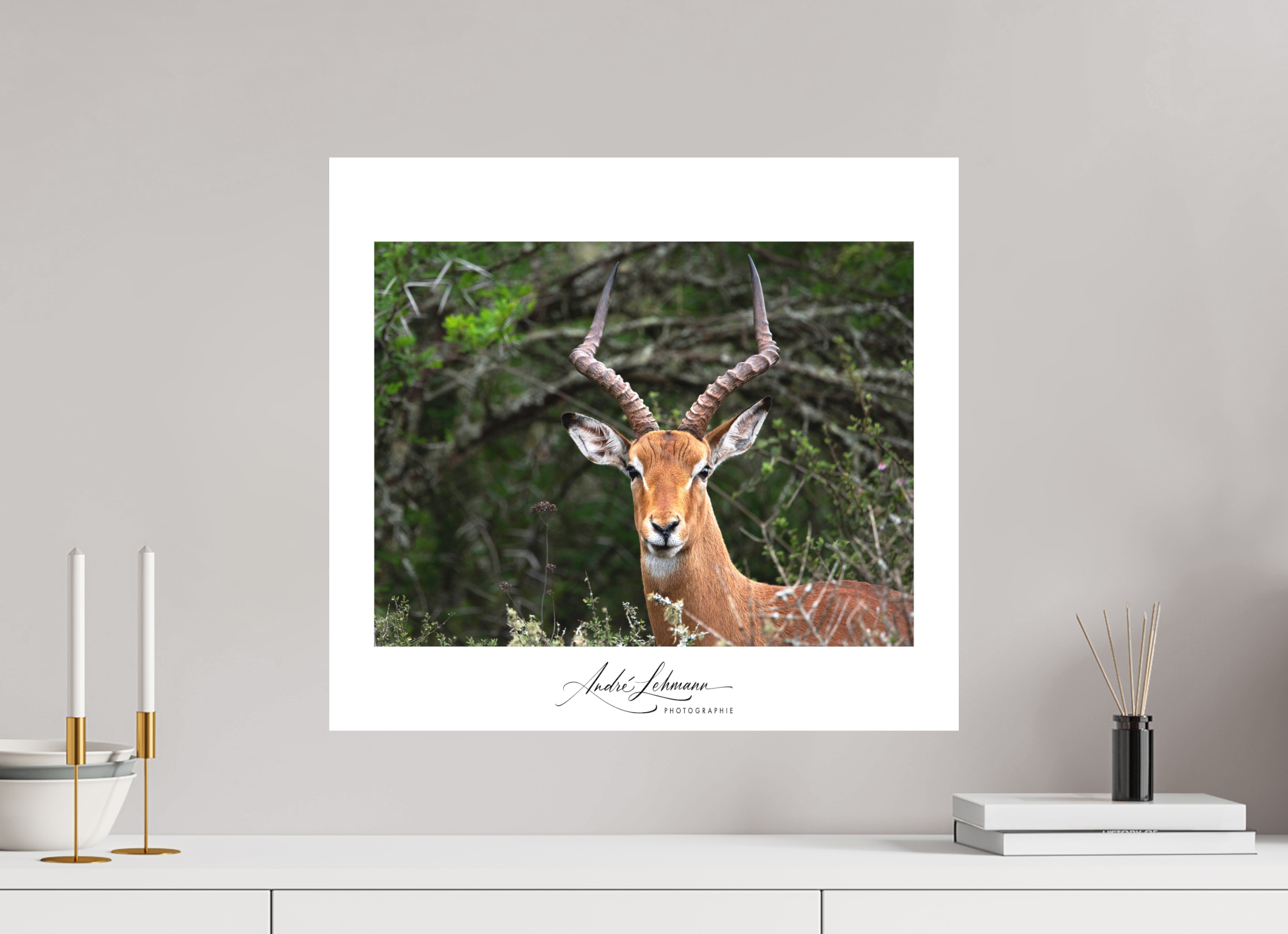 54.9 x 50 cm, Foto-Druck auf Alu-Dibond Impala (Alu Dibond)
