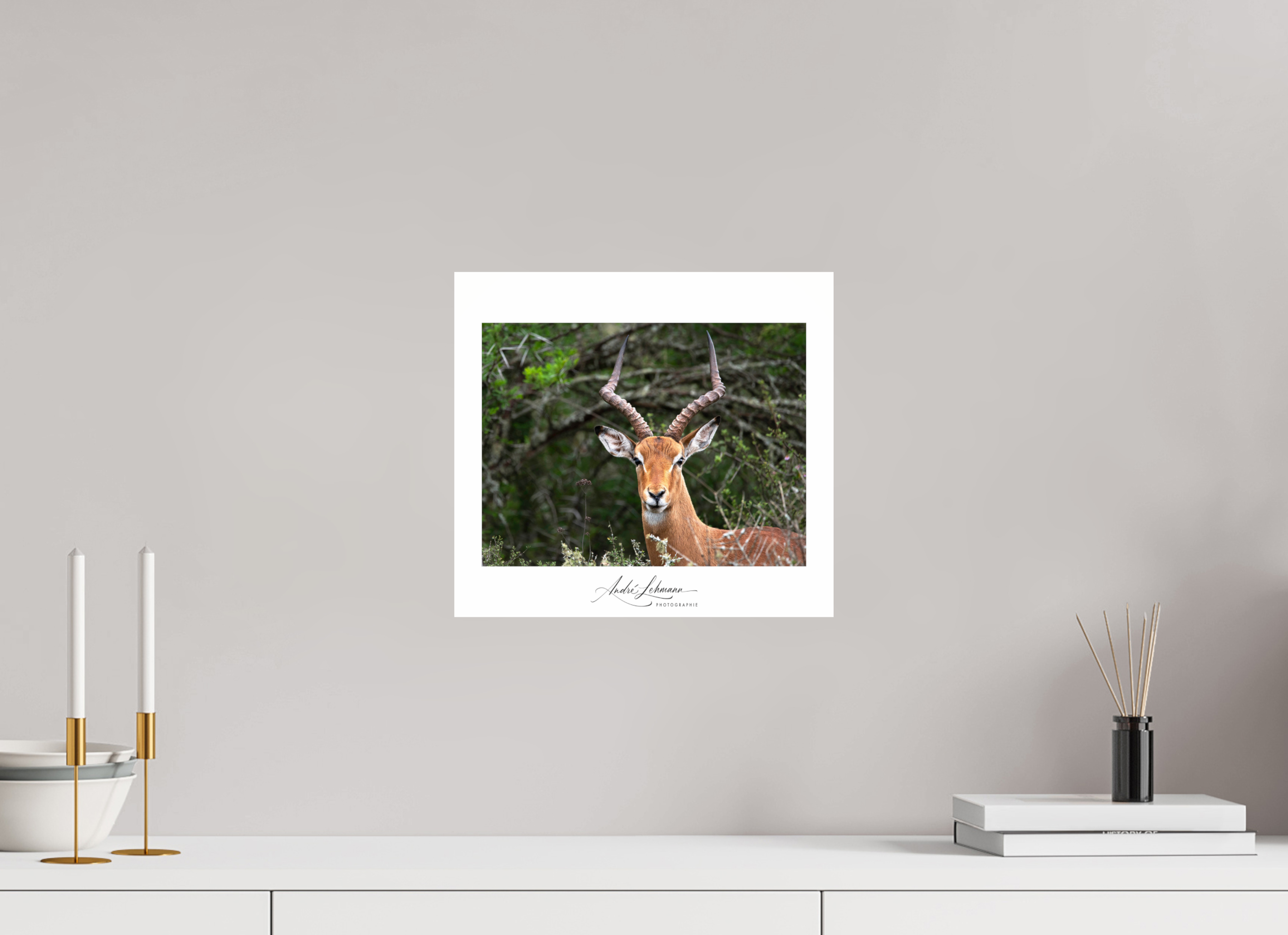 33 x 30 cm, Photo Print Under Acrylic Glass Impala