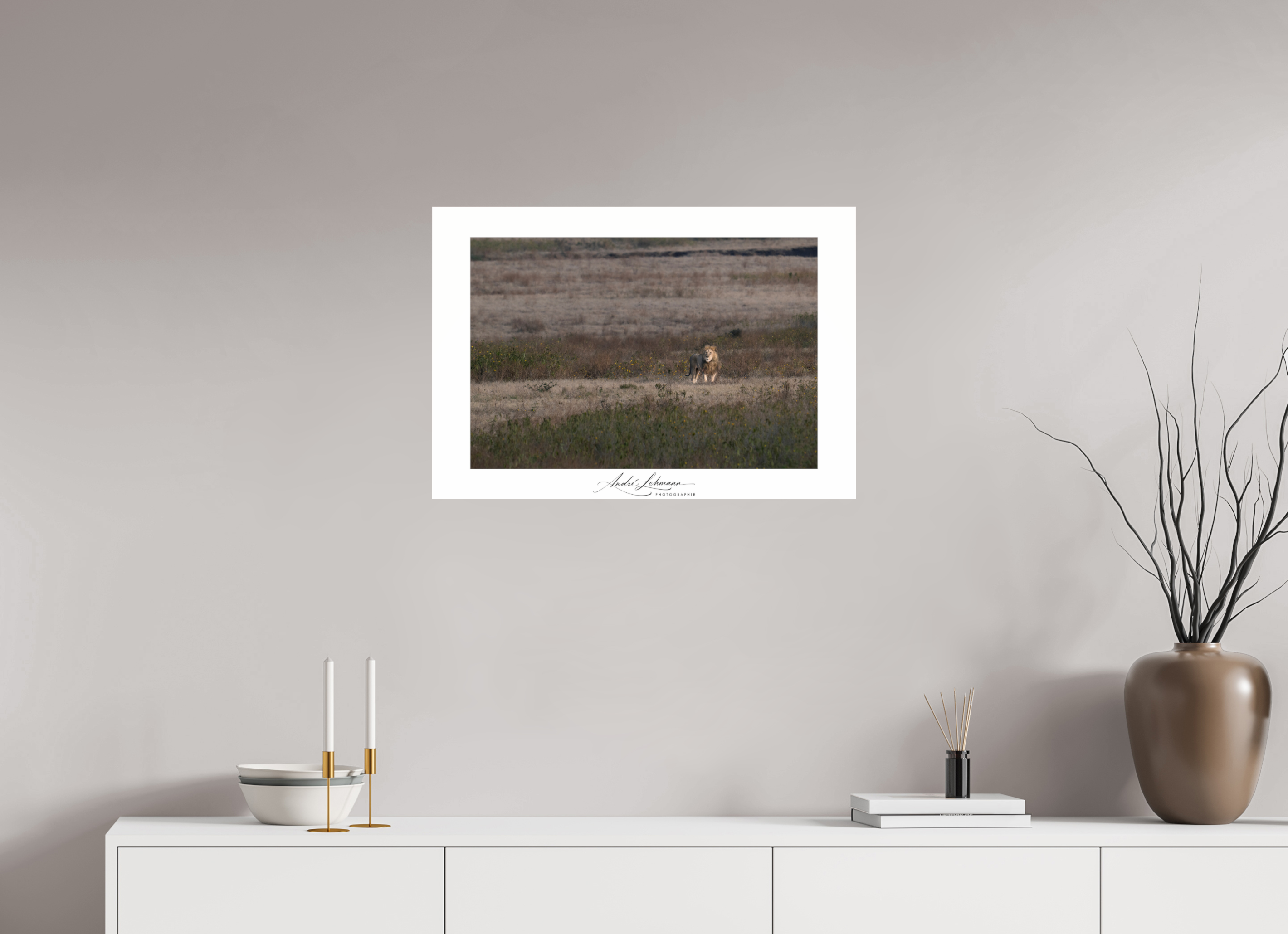 72.4 x 50 cm, Photo Print Under Acrylic Glass A lion surveys its territory
