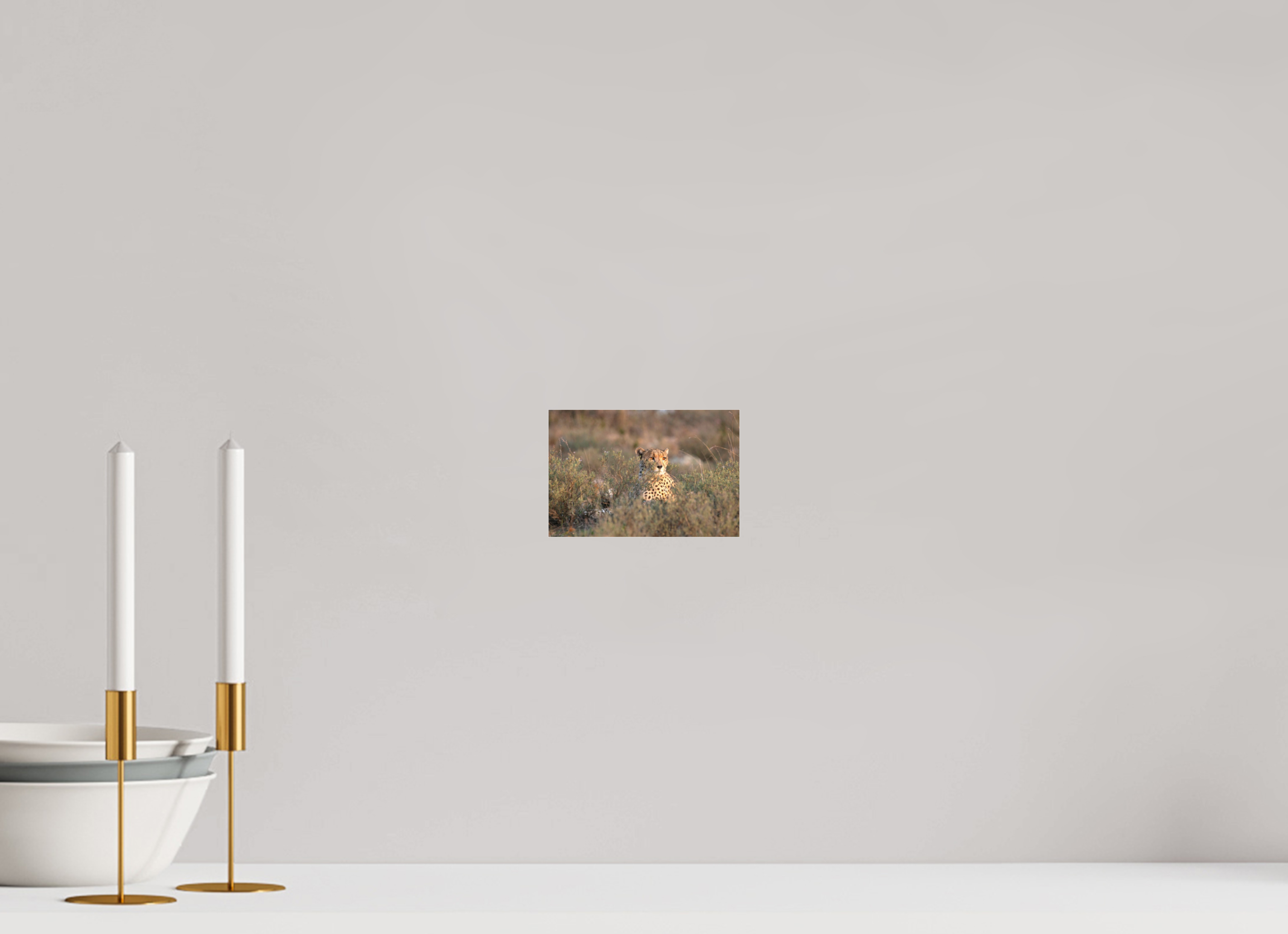 15 x 10 cm, Photo Print Under Acrylic Glass Cheetah in the grass (no frame)