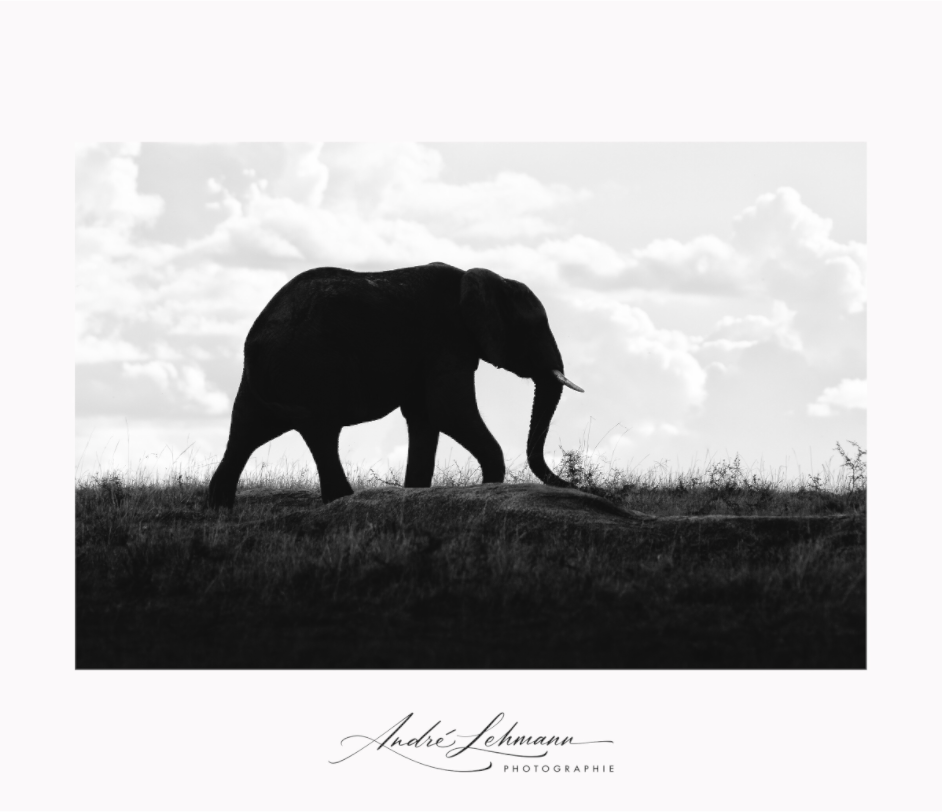 Main image Elephant strolling