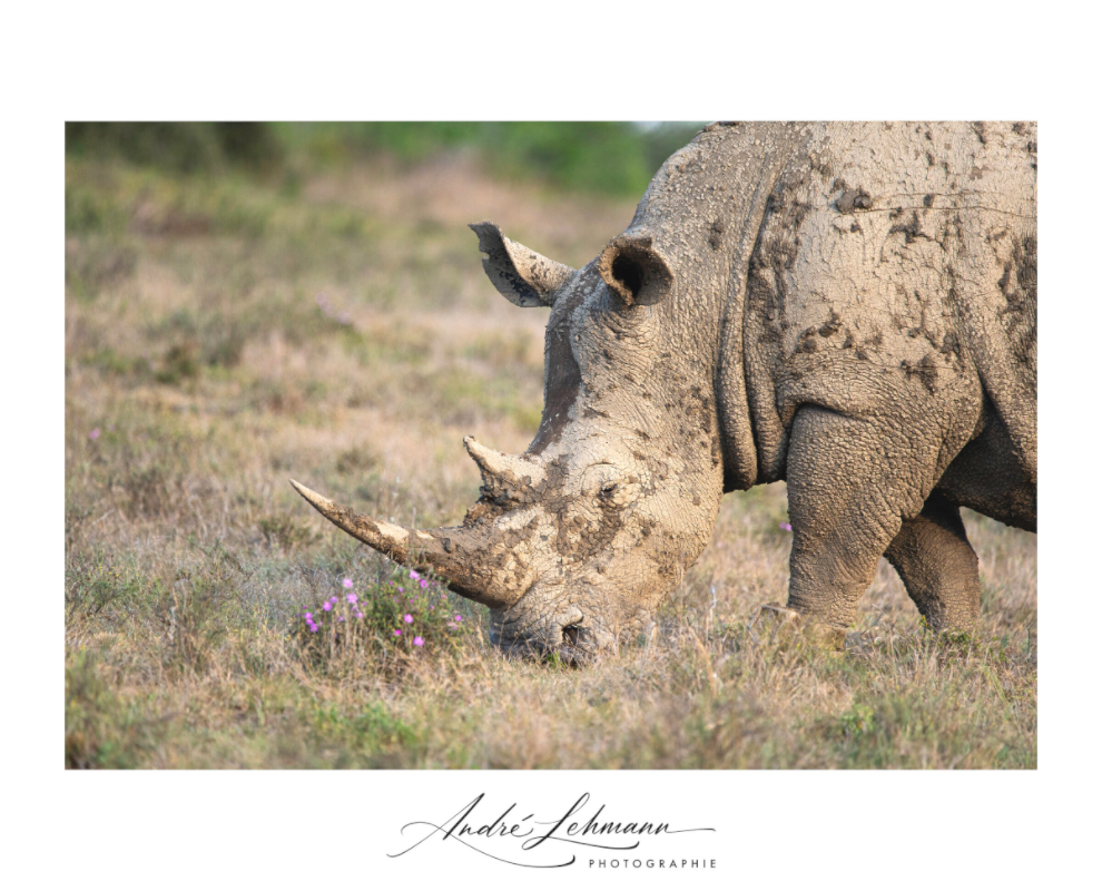 Main image White Rhino (Alu Dibond)