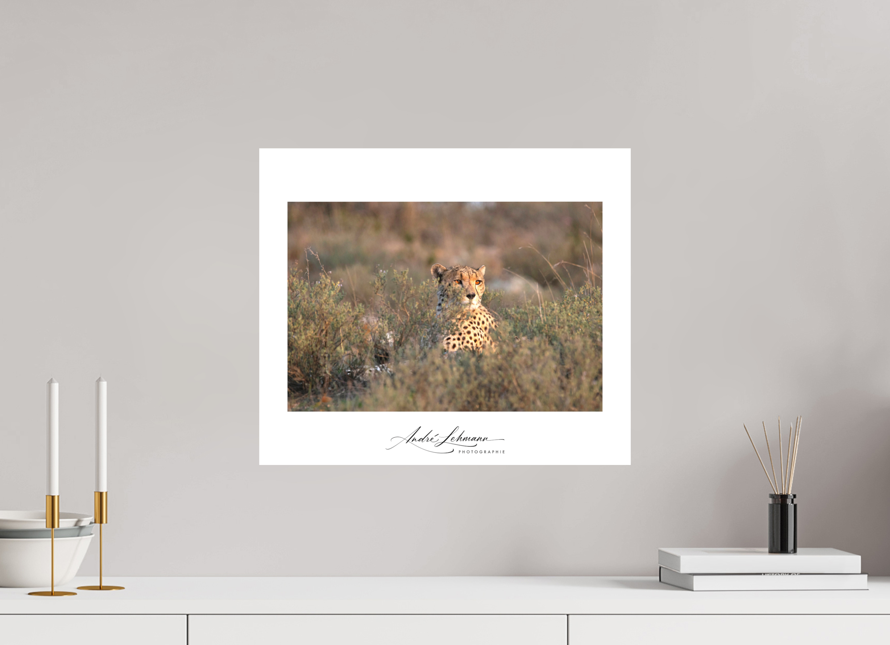 46.9 x 40 cm, Foto-Druck auf Alu-Dibond Cheetah in the grass