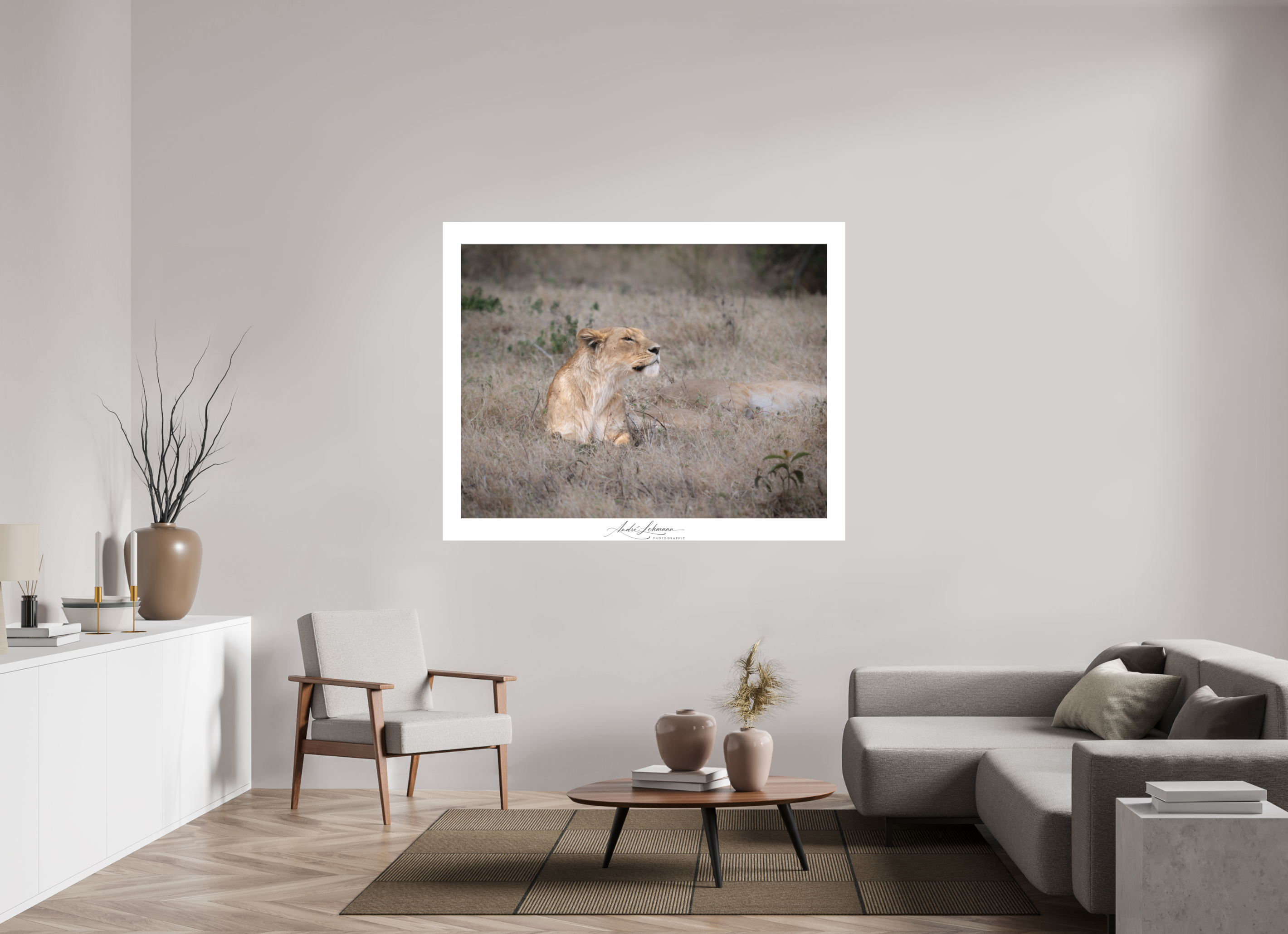 164.2 x 130 cm, Foto-Druck auf Alu-Dibond An attentive lioness (Alu Dibond)