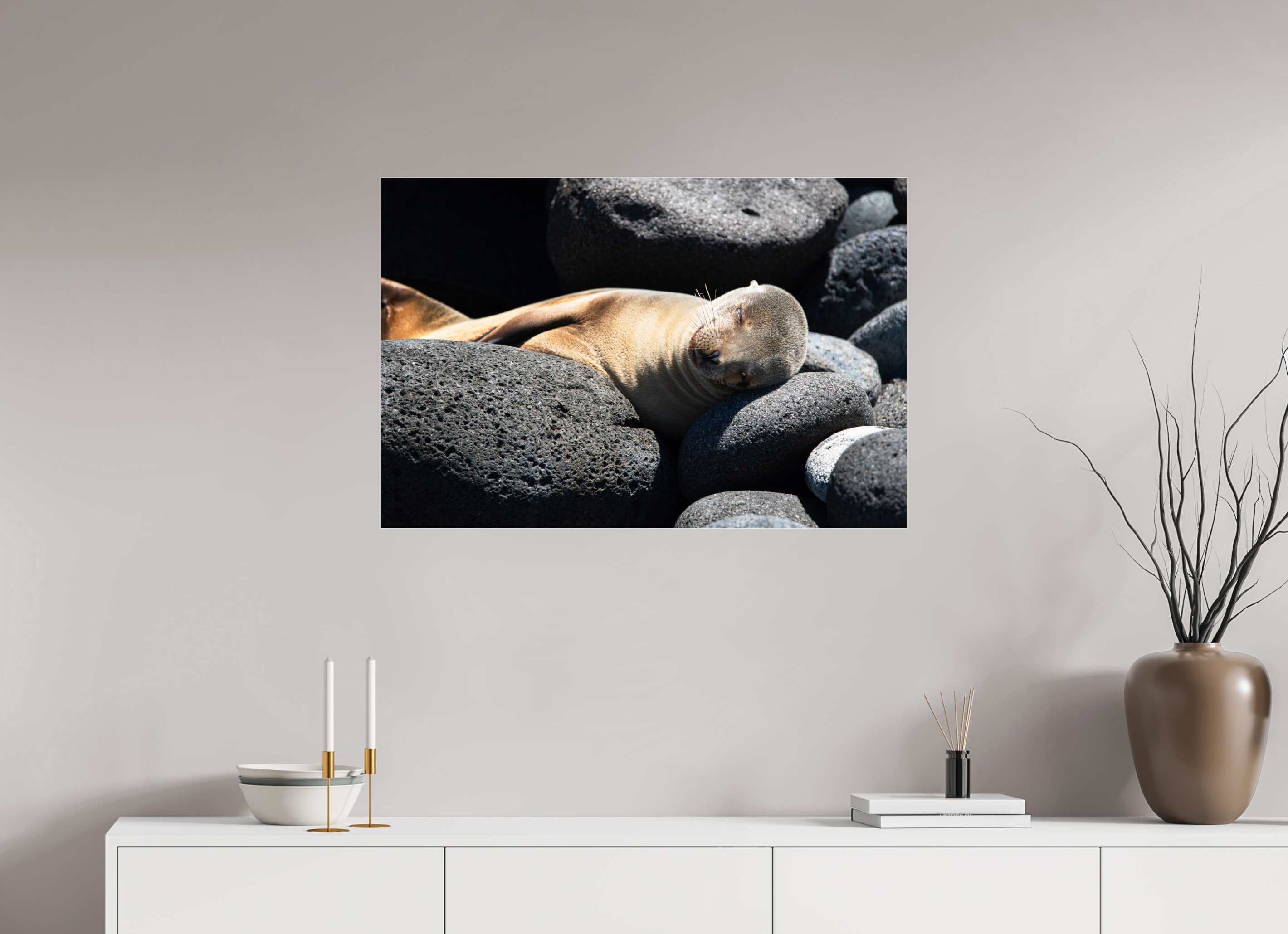 90 x 60 cm, Photo Print Under Acrylic Glass Galapagos Sea Lion