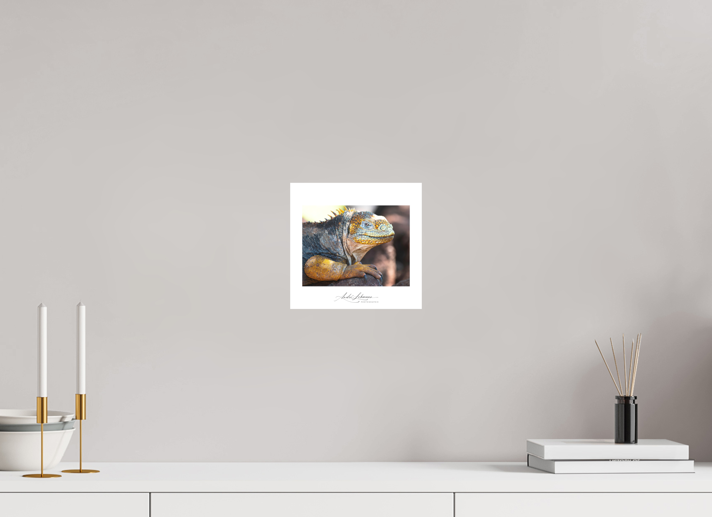 20.9 x 20 cm, Foto-Druck auf Alu-Dibond Galapagos Land Iguana