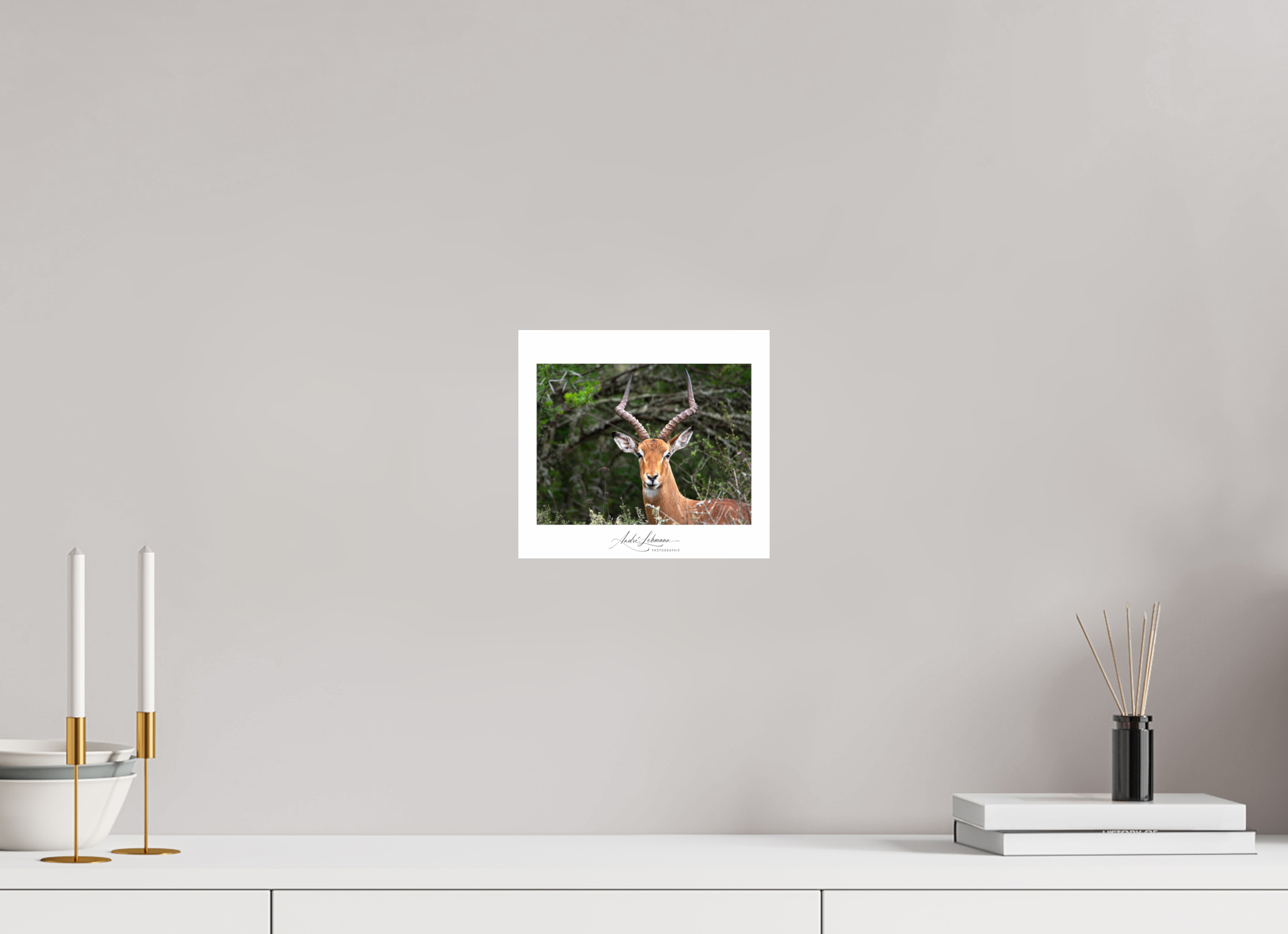 22 x 20 cm, Photo Print Under Acrylic Glass Impala