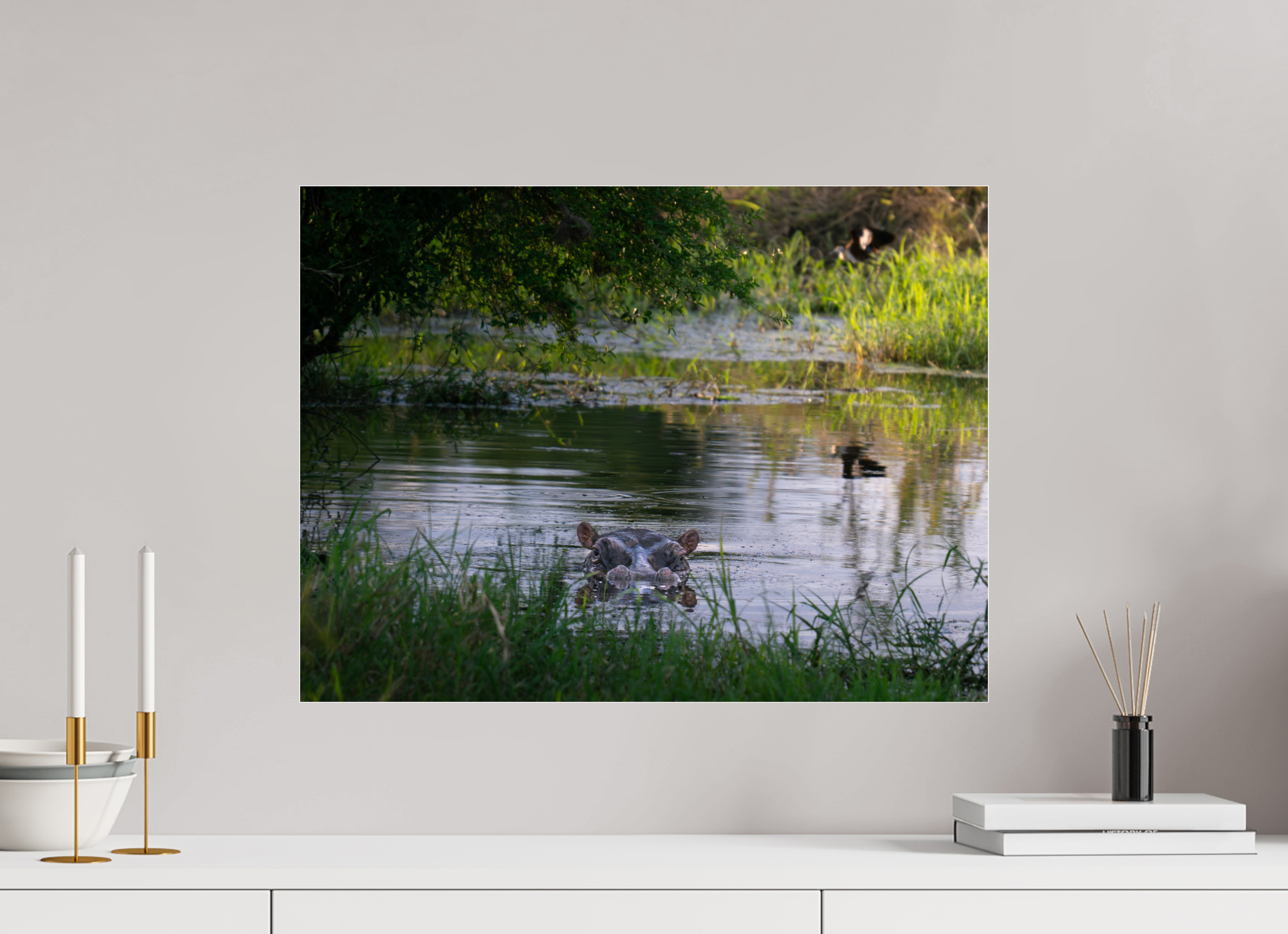 60 x 45 cm, Photo Print Under Acrylic Glass Hippo in the pond