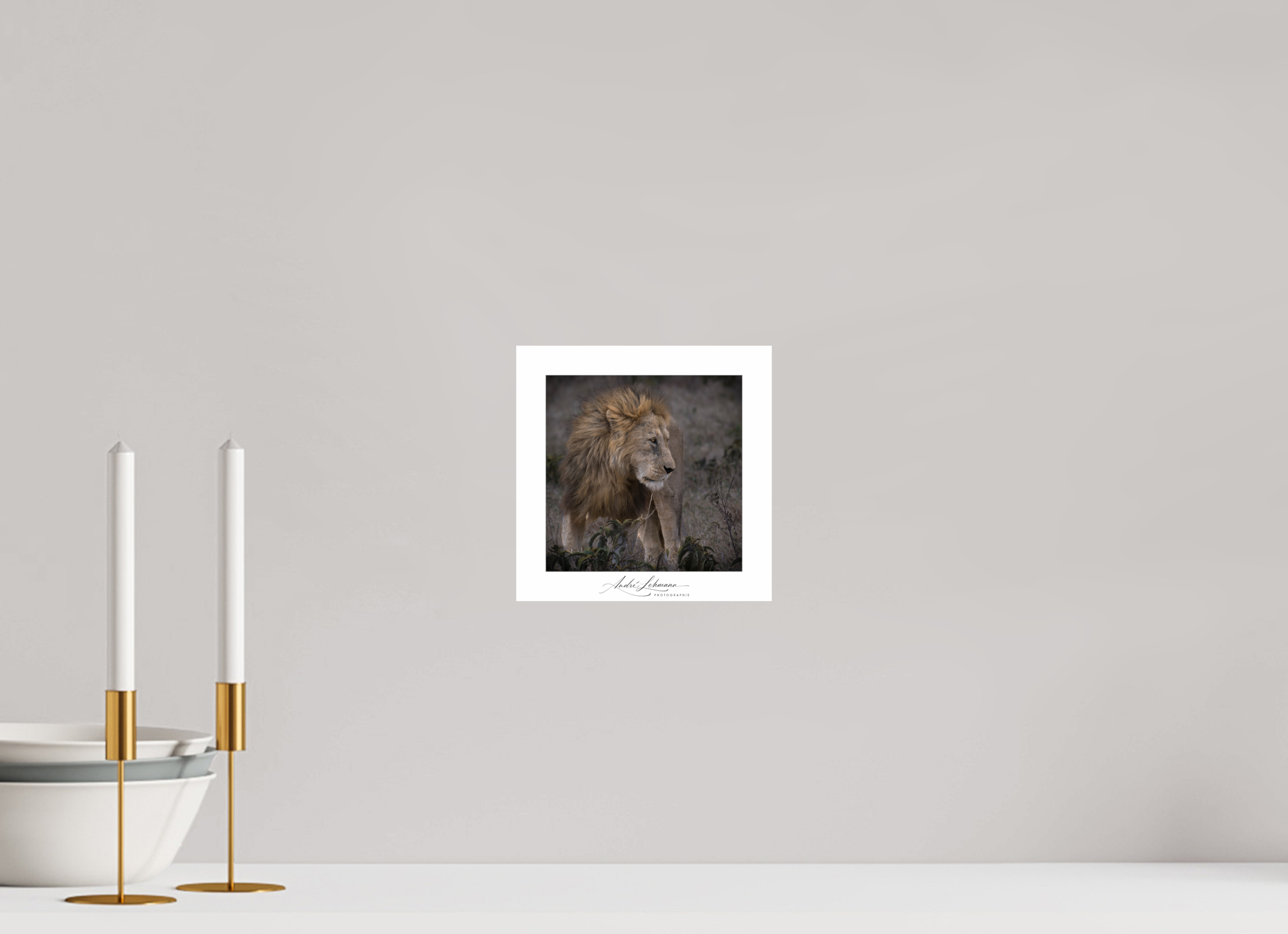 20 x 20 cm, Photo Print Under Acrylic Glass Male lion