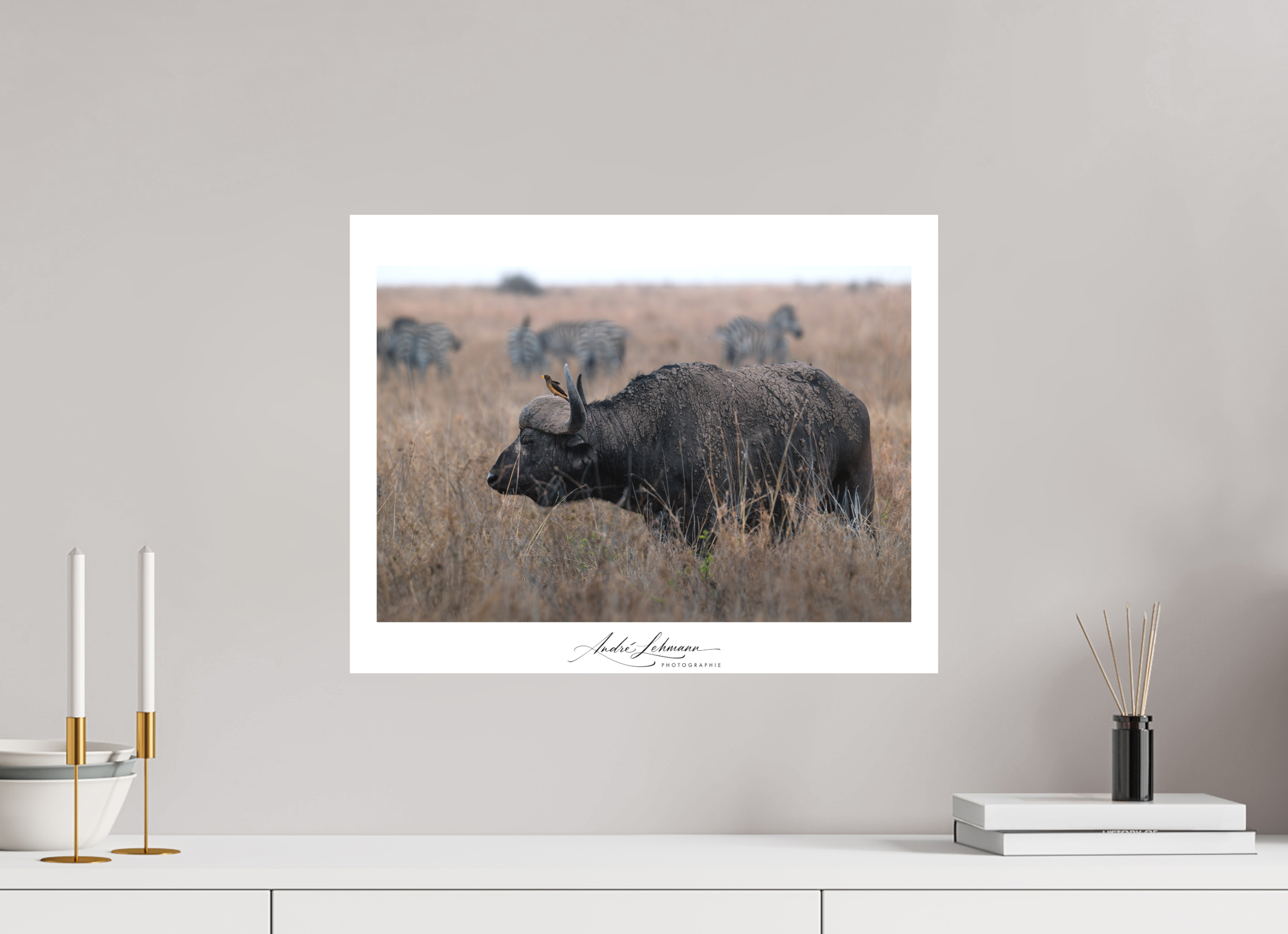 51.3 x 40 cm, Foto-Druck auf Alu-Dibond African Buffalo (Alu Dibond)