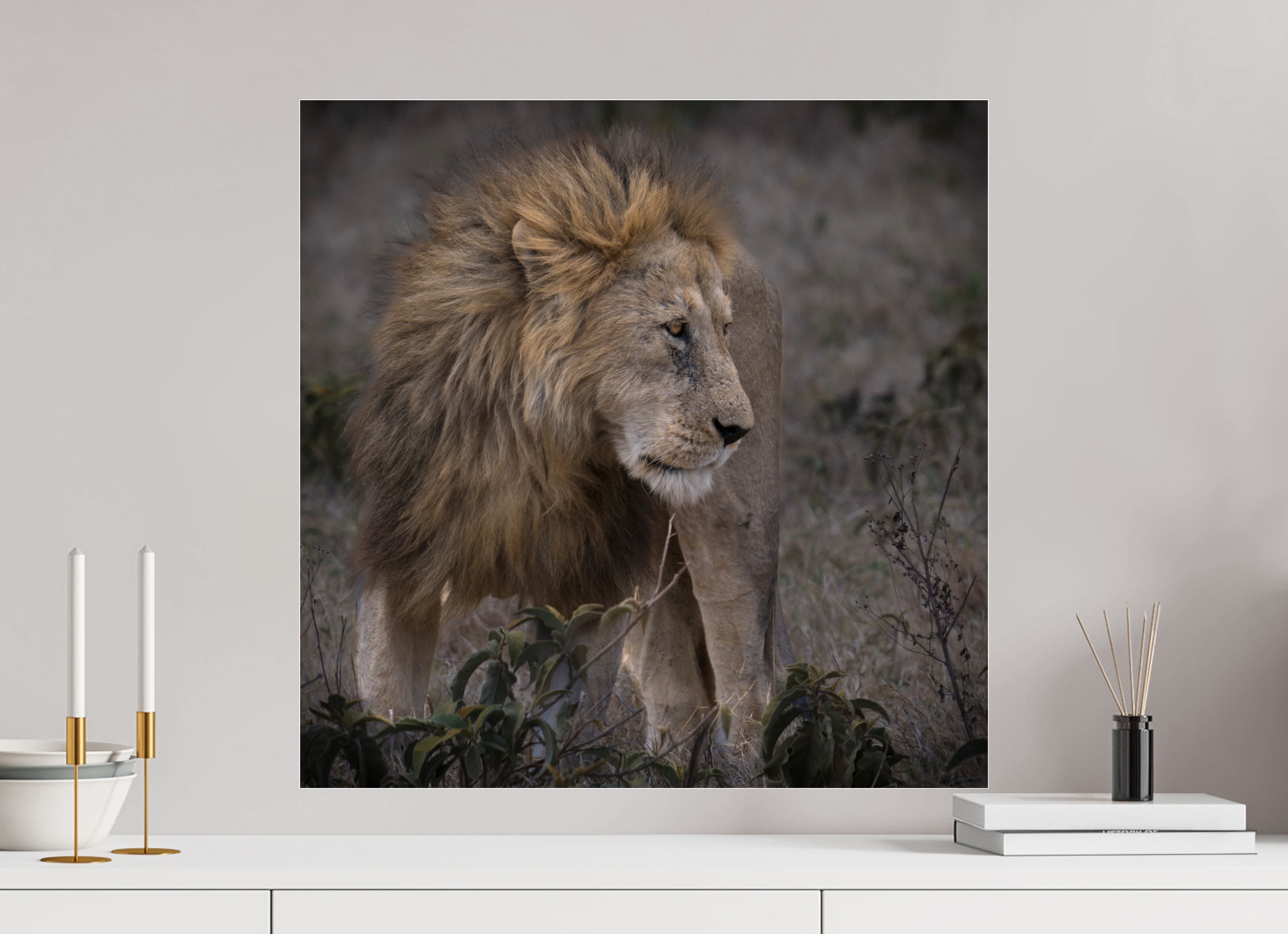 60 x 60 cm, Photo Print Under Acrylic Glass Male lion