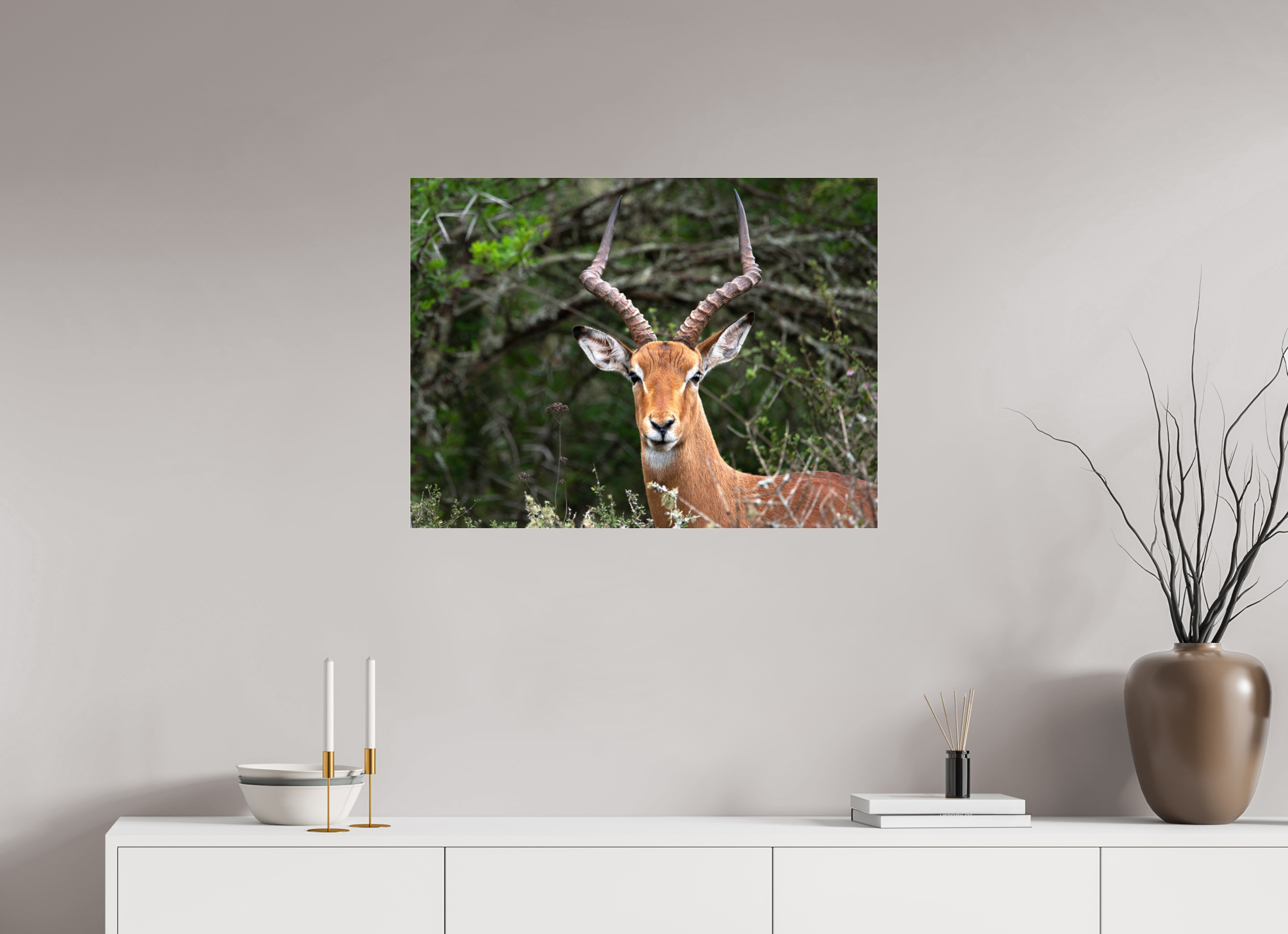 80 x 60 cm, Photo Print Under Acrylic Glass Impala (mo Frame)