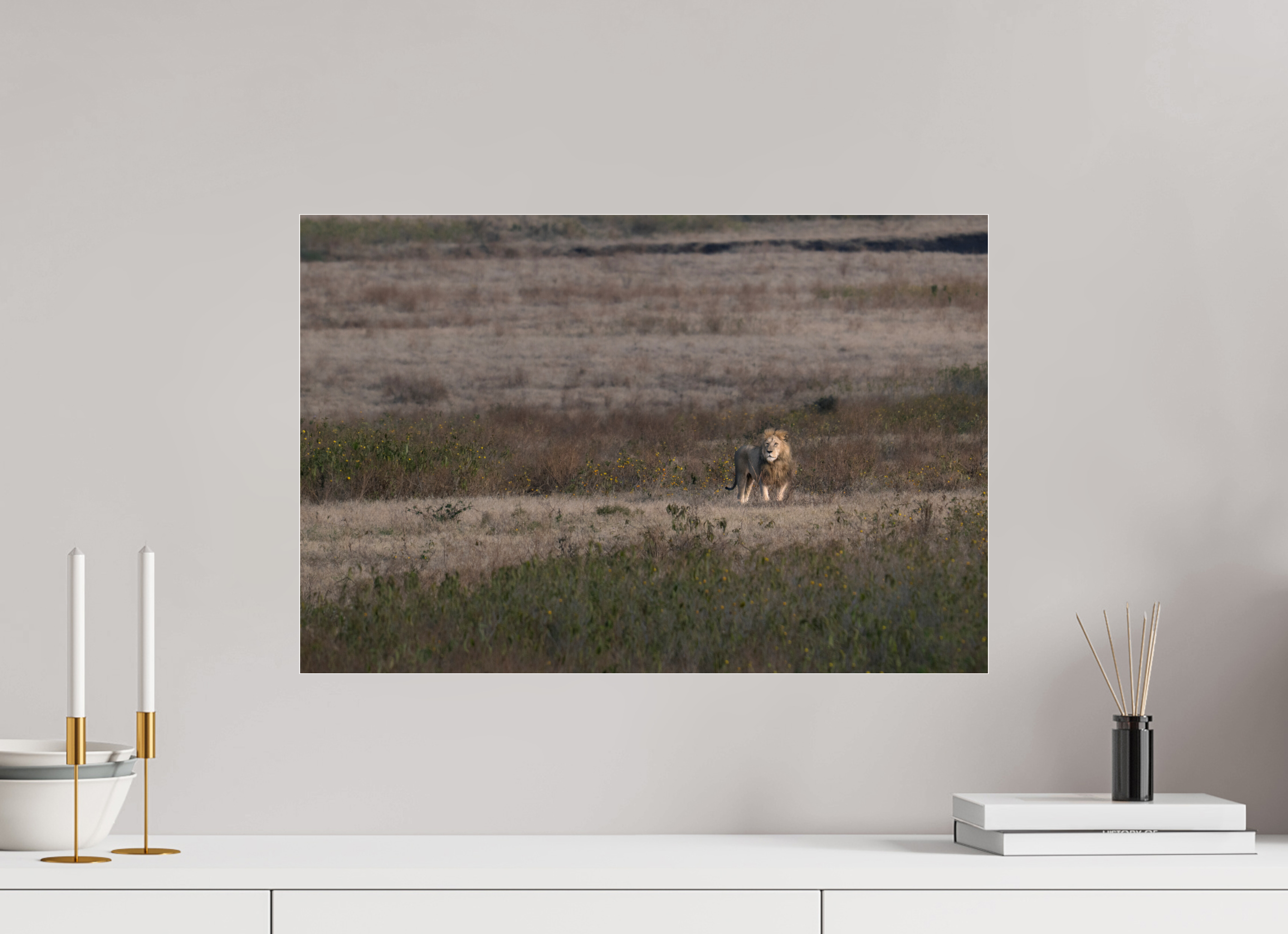 60 x 40 cm, Photo Print Under Acrylic Glass A lion surveys its territory (no frame)