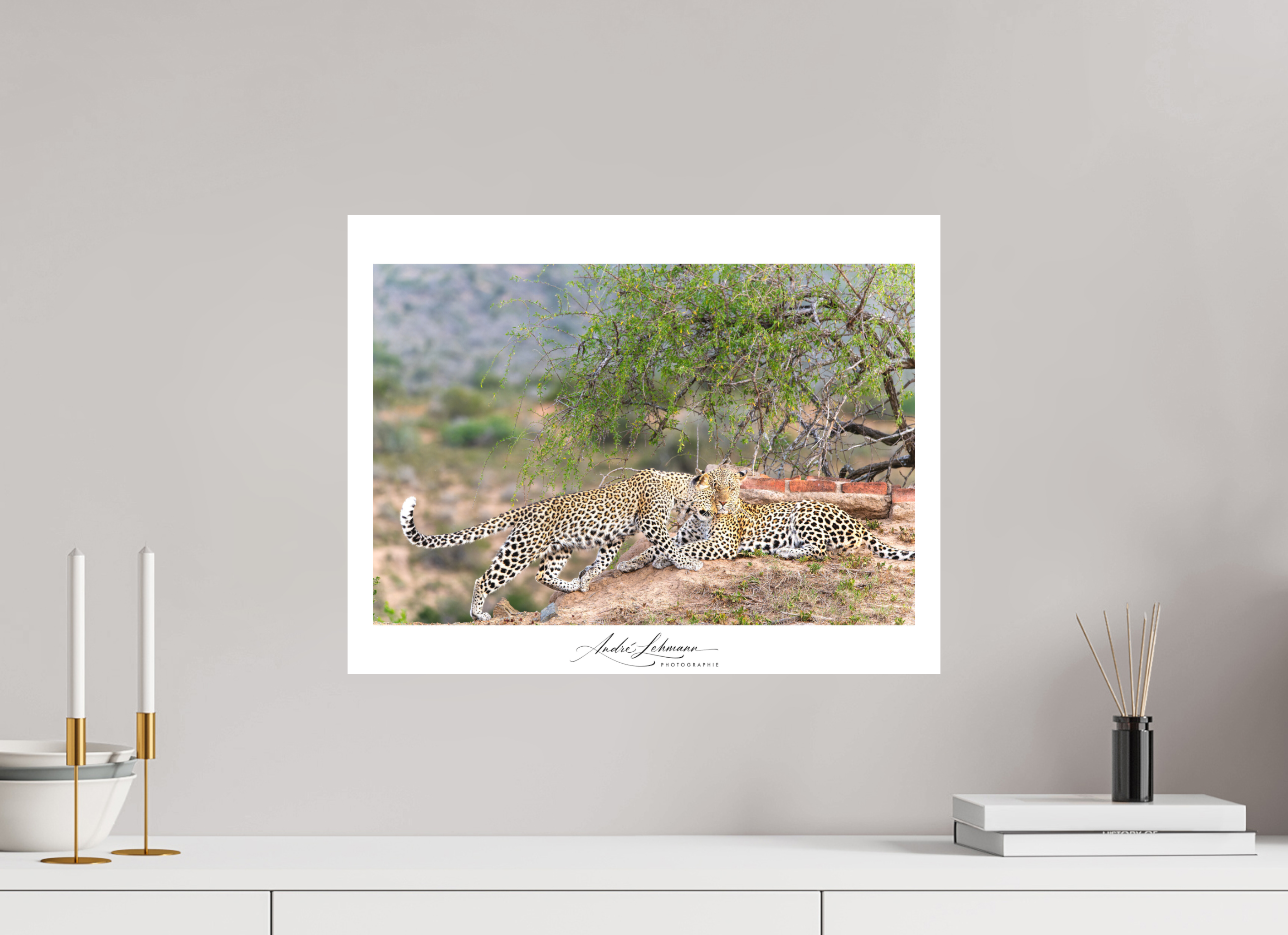 51.7 x 40 cm, Foto-Druck auf Alu-Dibond Two Leopards (Alu Dibond)