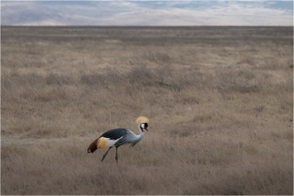 Main image Grey Crowned Crane