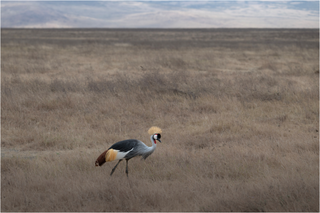 Main image Grey Crowned Crane
