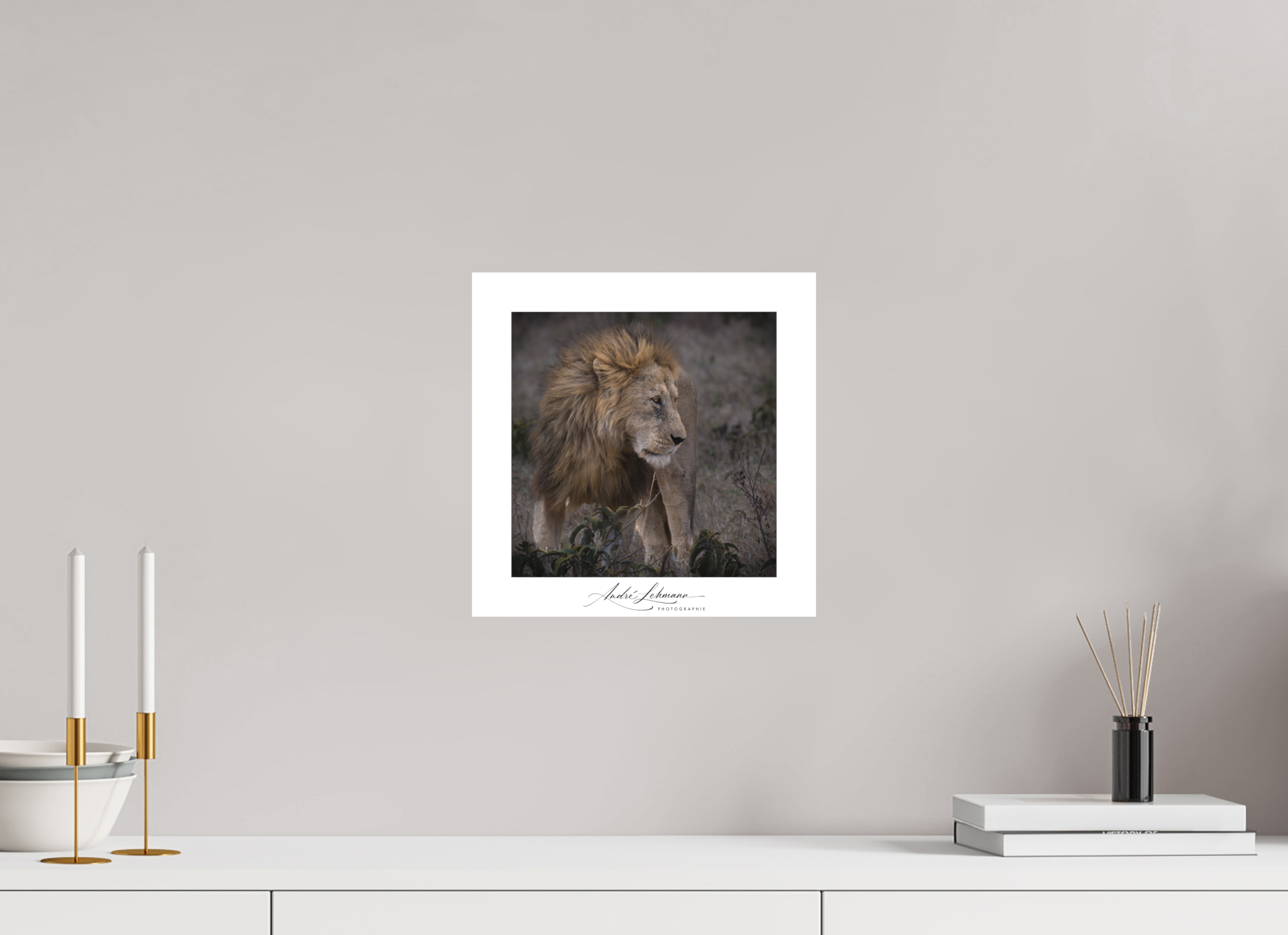 30 x 30 cm, Foto-Druck auf Alu-Dibond Male lion (Alu dibond)
