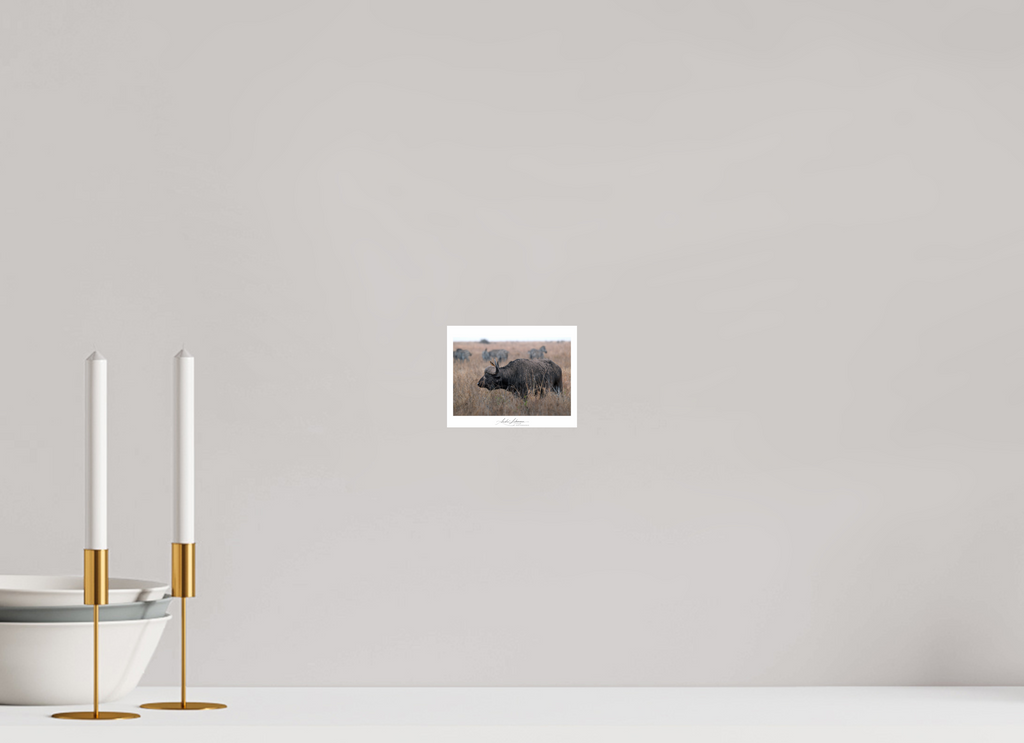 12.8 x 10 cm, Photo Print Under Acrylic Glass African Buffalo