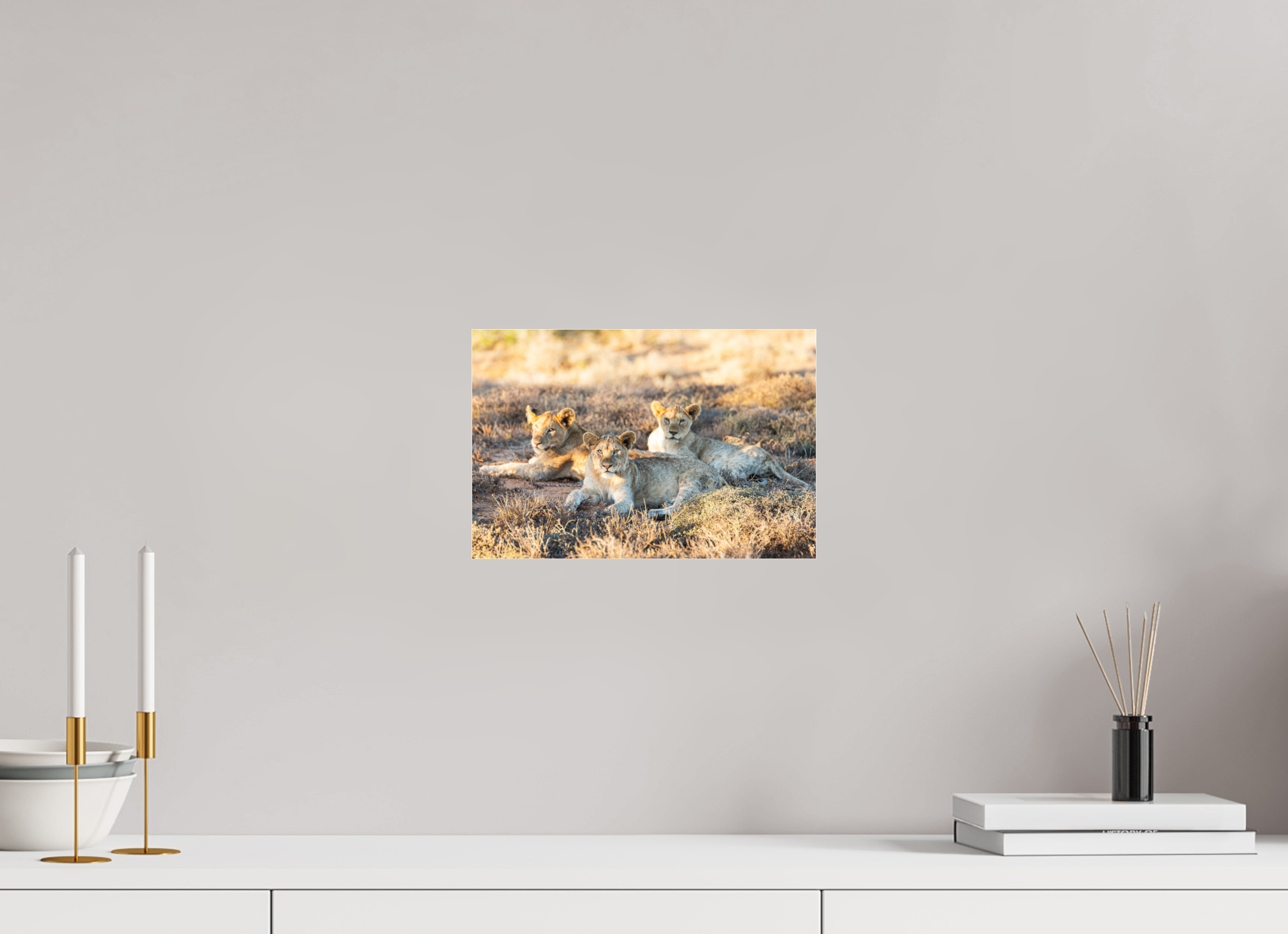 30 x 20 cm, Photo Print Under Acrylic Glass Lion cubs (no frame)