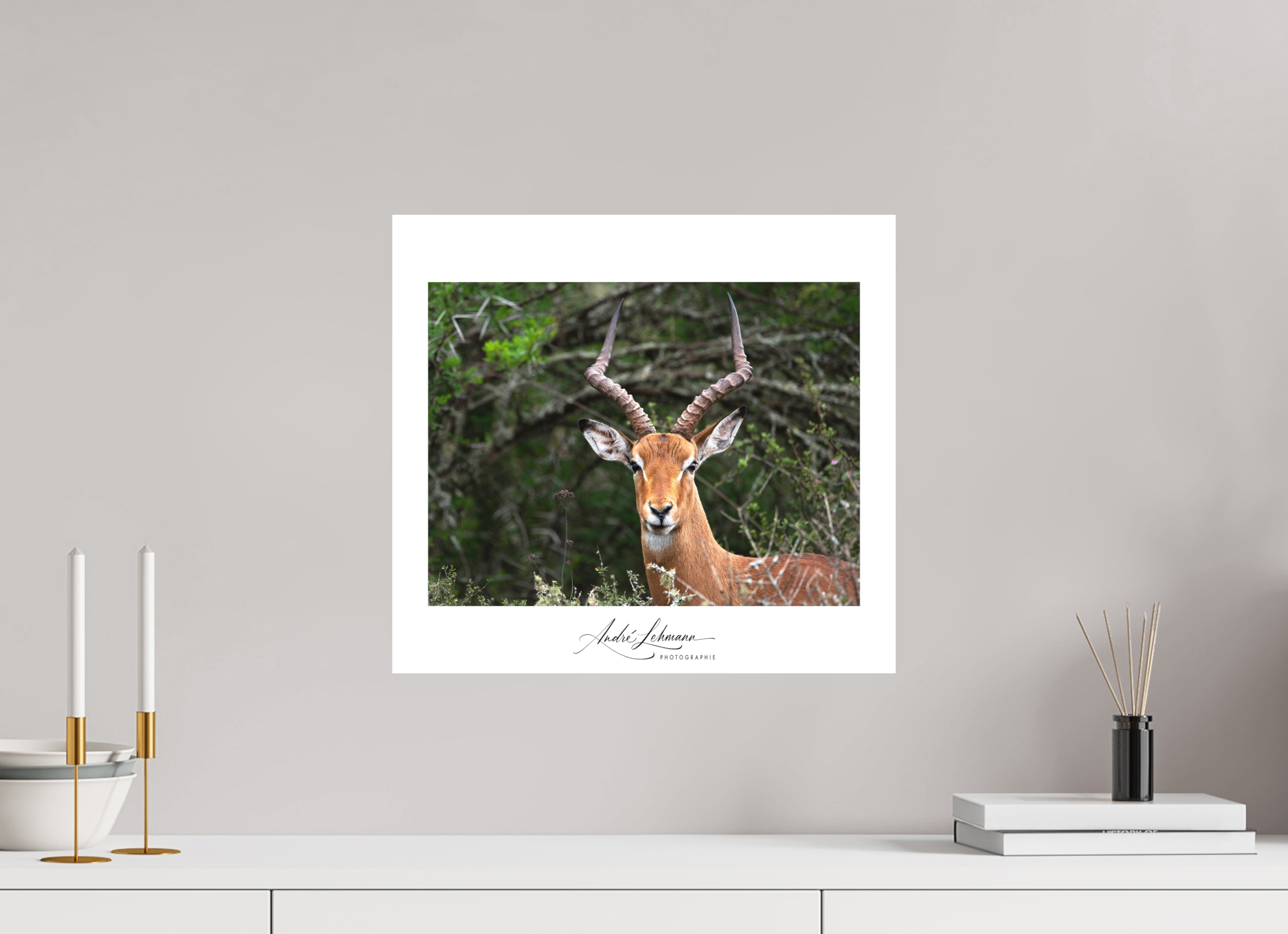 43.9 x 40 cm, Foto-Druck auf Alu-Dibond Impala (Alu Dibond)