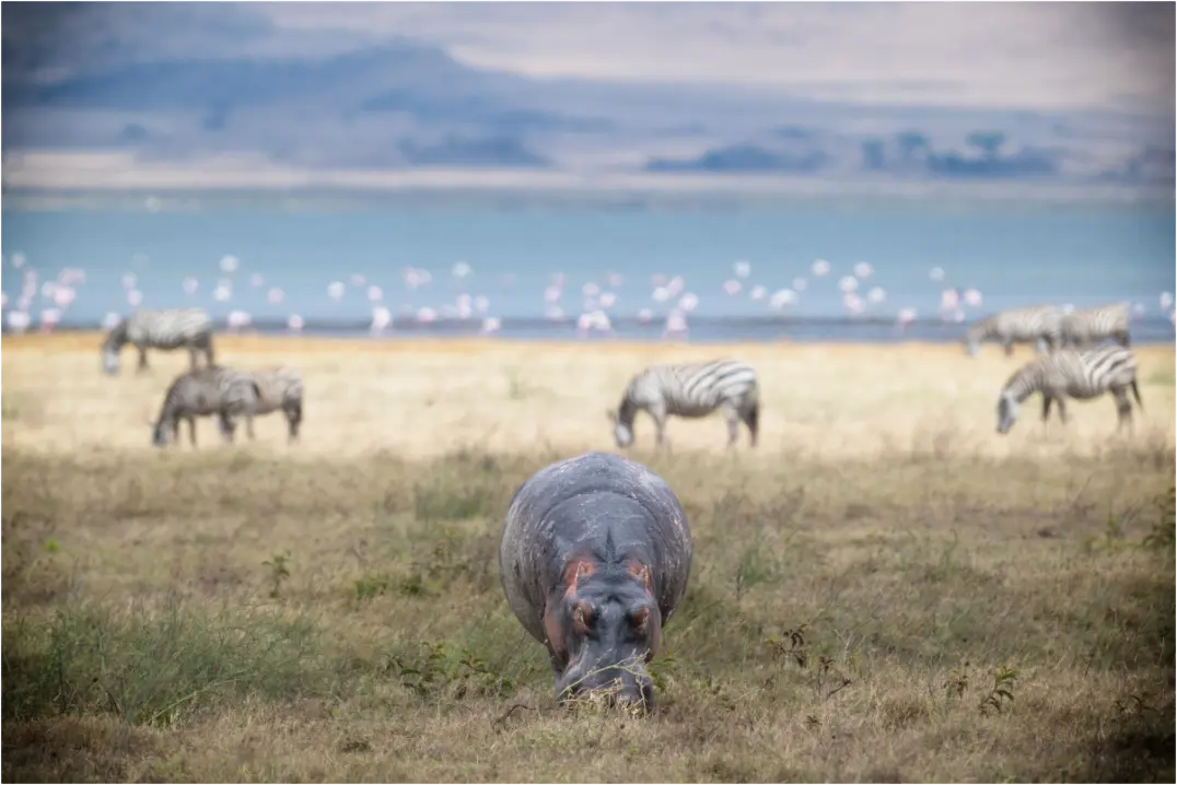 Main image Hippo grazing