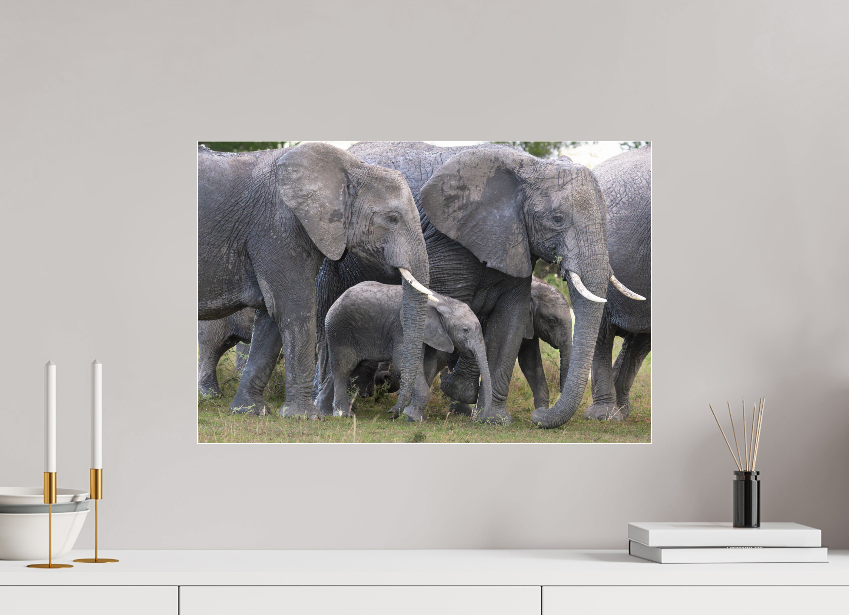 60 x 40 cm, Photo Print Under Acrylic Glass Elephant calf