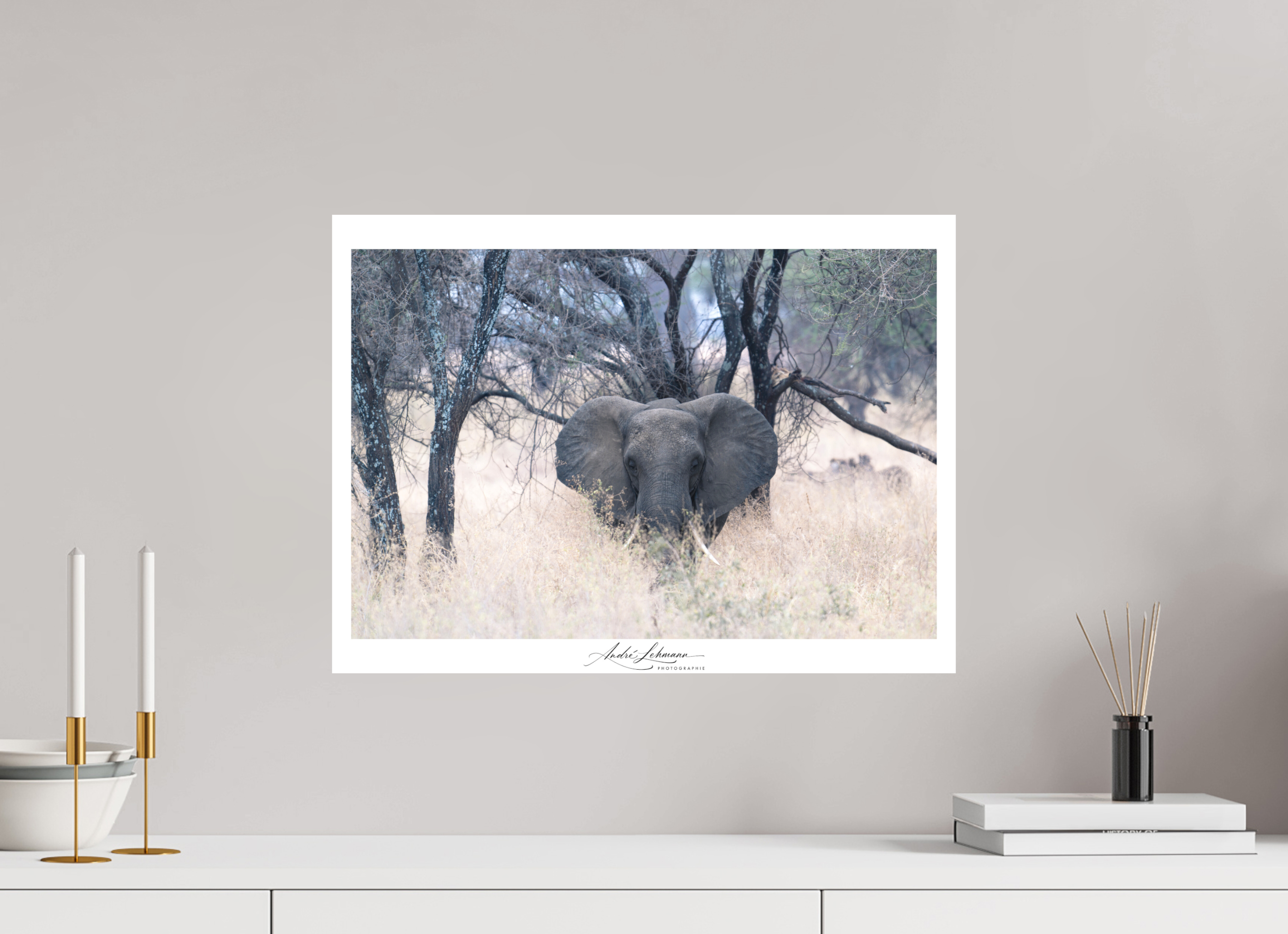 54.4 x 40 cm, Foto-Druck auf Alu-Dibond African Elephant