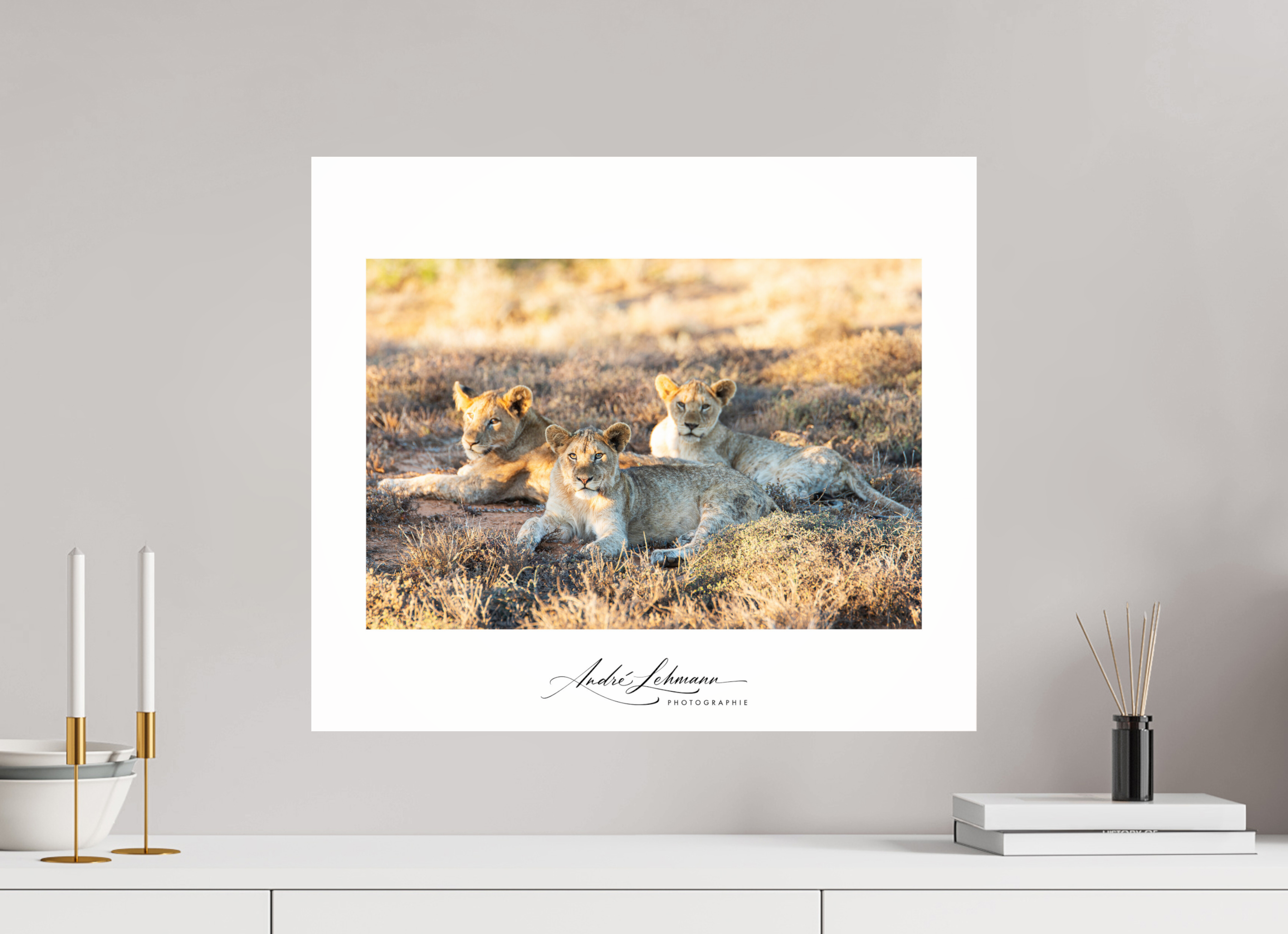57.9 x 50 cm, Photo Print Under Acrylic Glass Lion Cubs