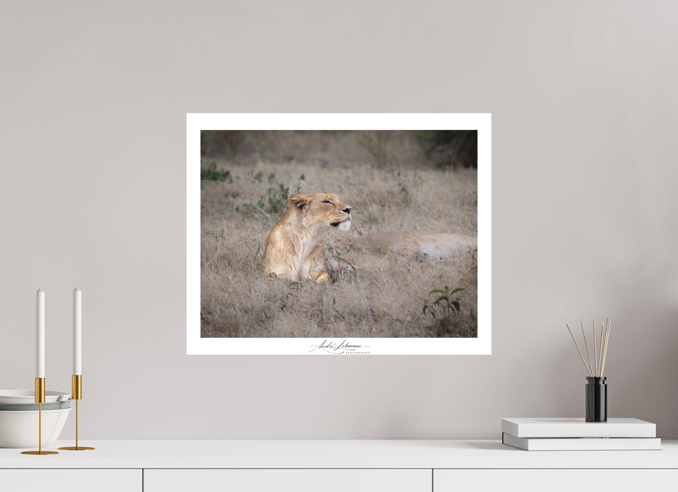 50.5 x 40 cm, Foto-Druck auf Alu-Dibond An attentive lioness (Alu Dibond)
