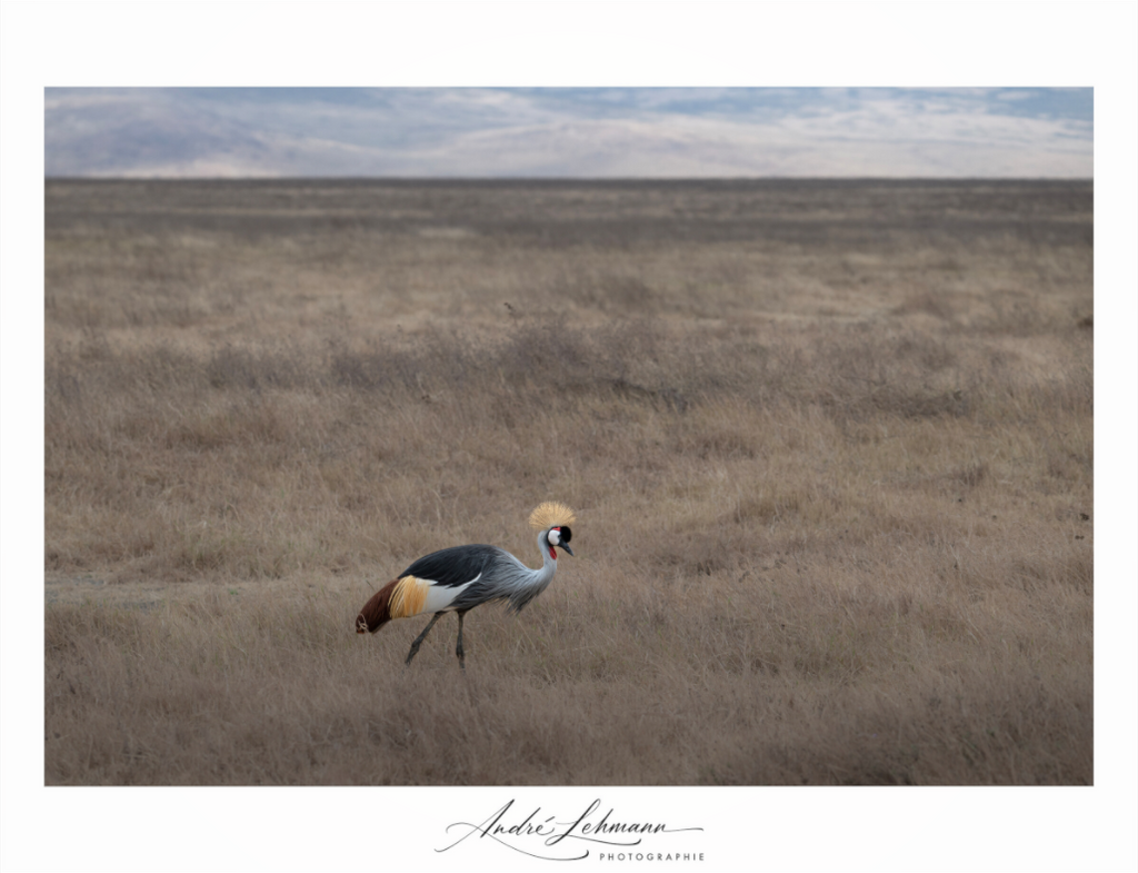 Main image Grey Crowned Crane