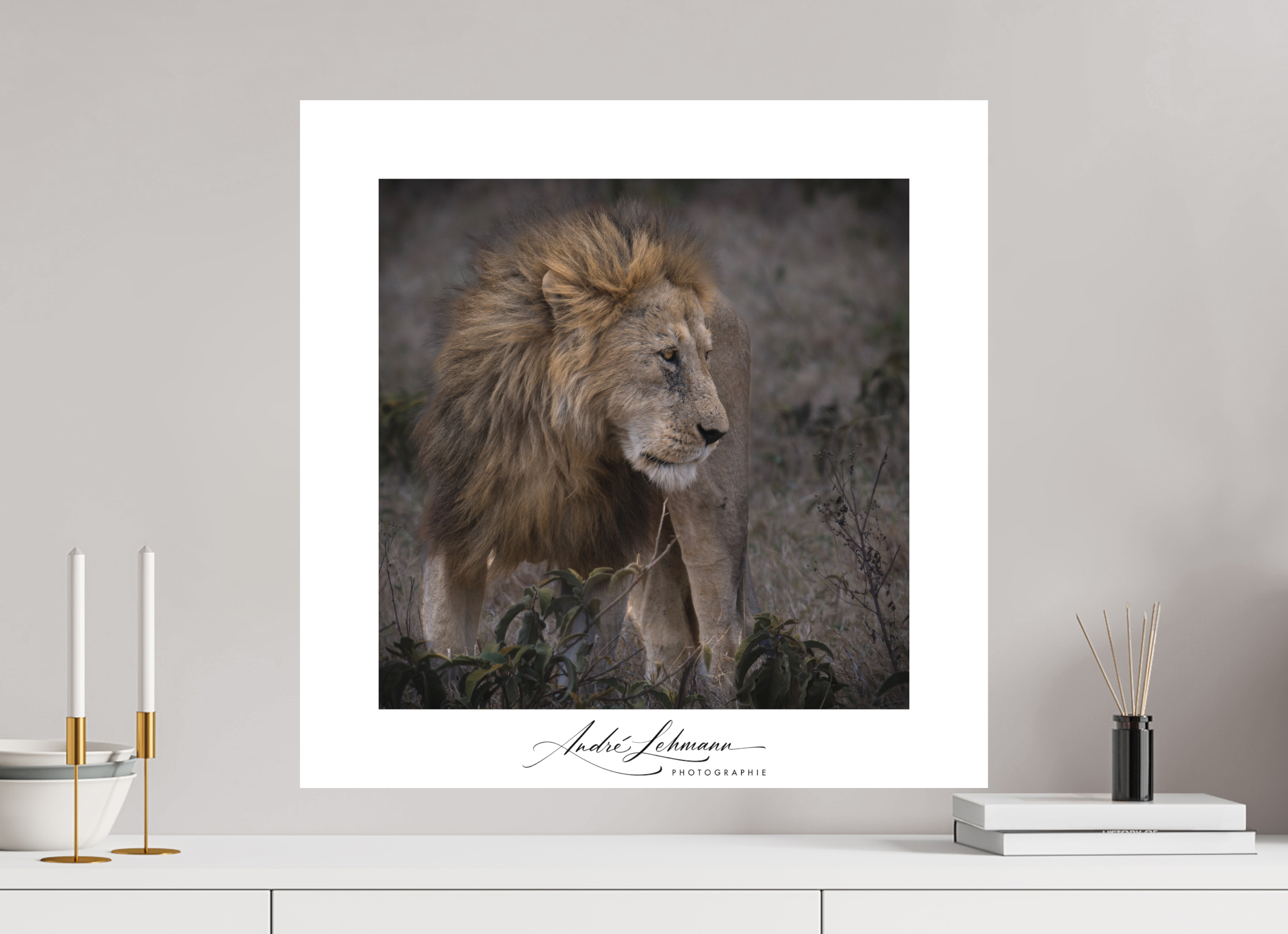 60 x 60 cm, Foto-Druck auf Alu-Dibond Male lion (Alu dibond)