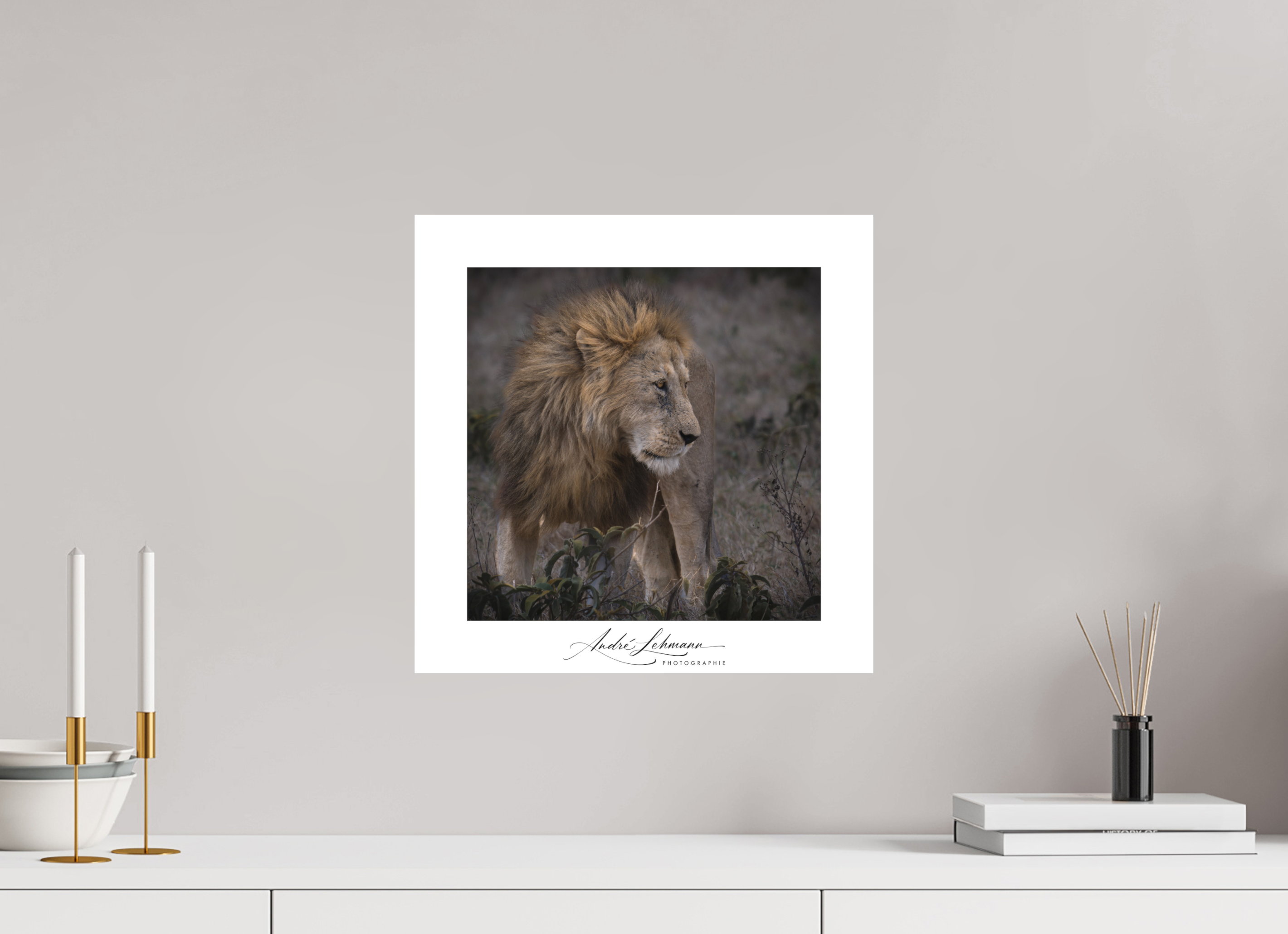 40 x 40 cm, Foto-Druck auf Alu-Dibond Male lion (Alu dibond)