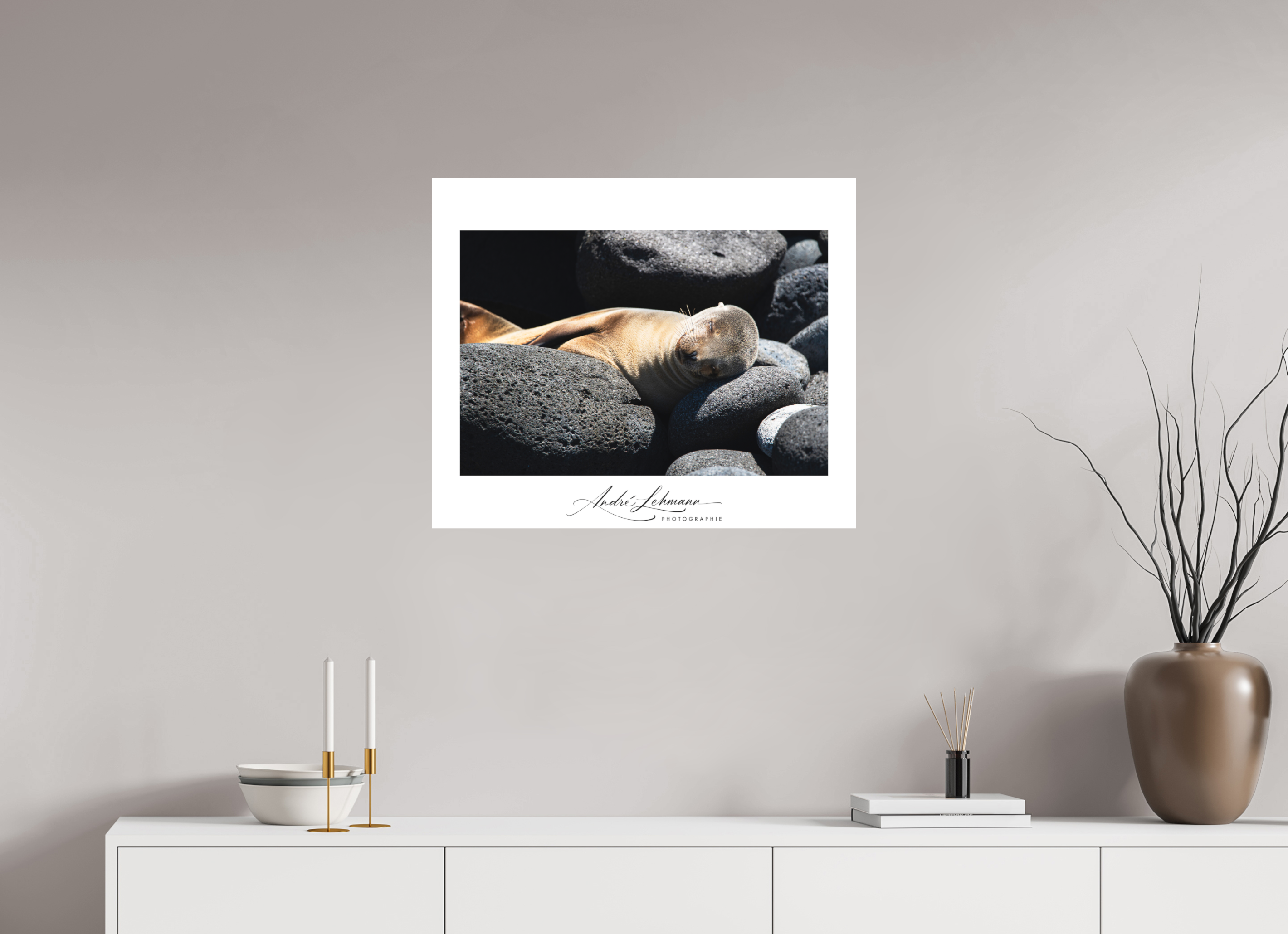 72.6 x 60 cm, Foto-Druck auf Alu-Dibond Galapagos Sea Lion
