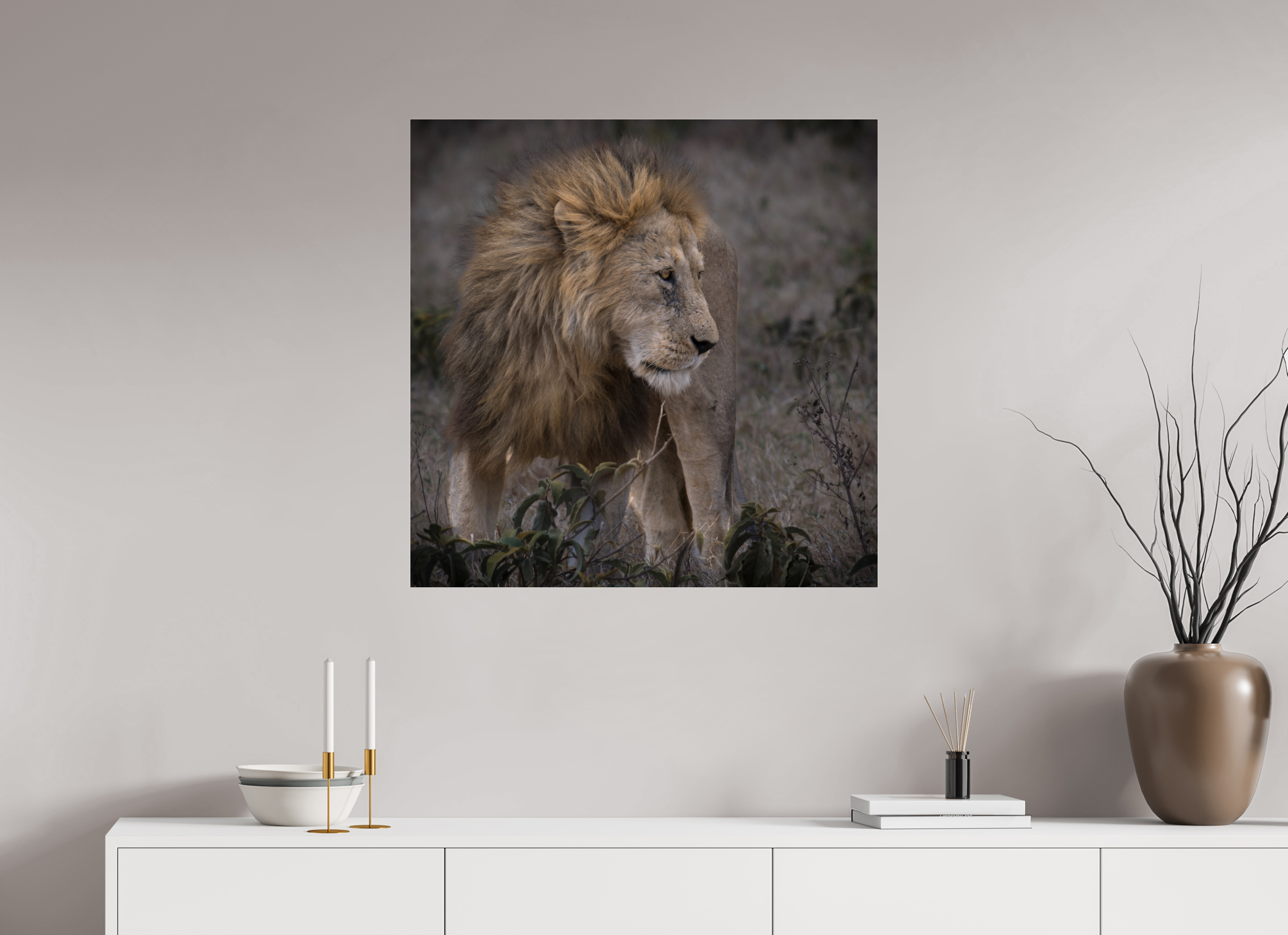 80 x 80 cm, Photo Print Under Acrylic Glass Male lion