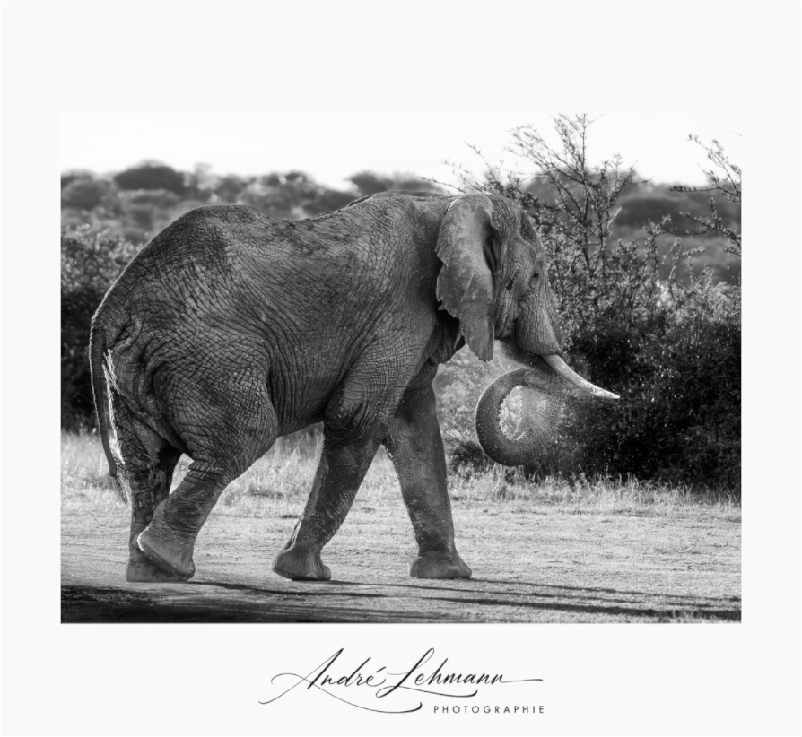 Main image Elephant black and white