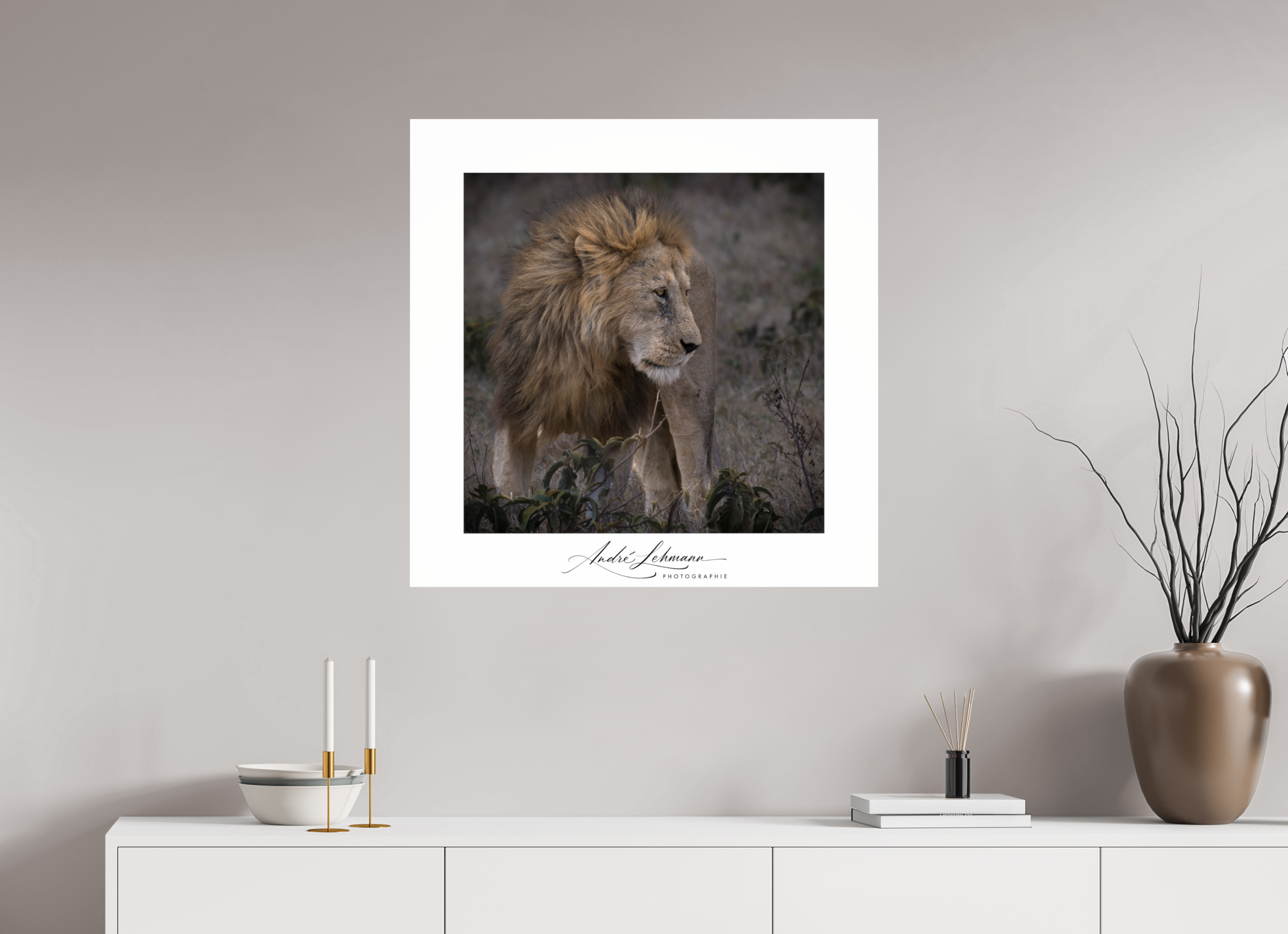 80 x 80 cm, Photo Print Under Acrylic Glass Male lion