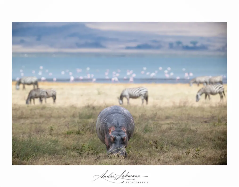 Main image Hippo grazing