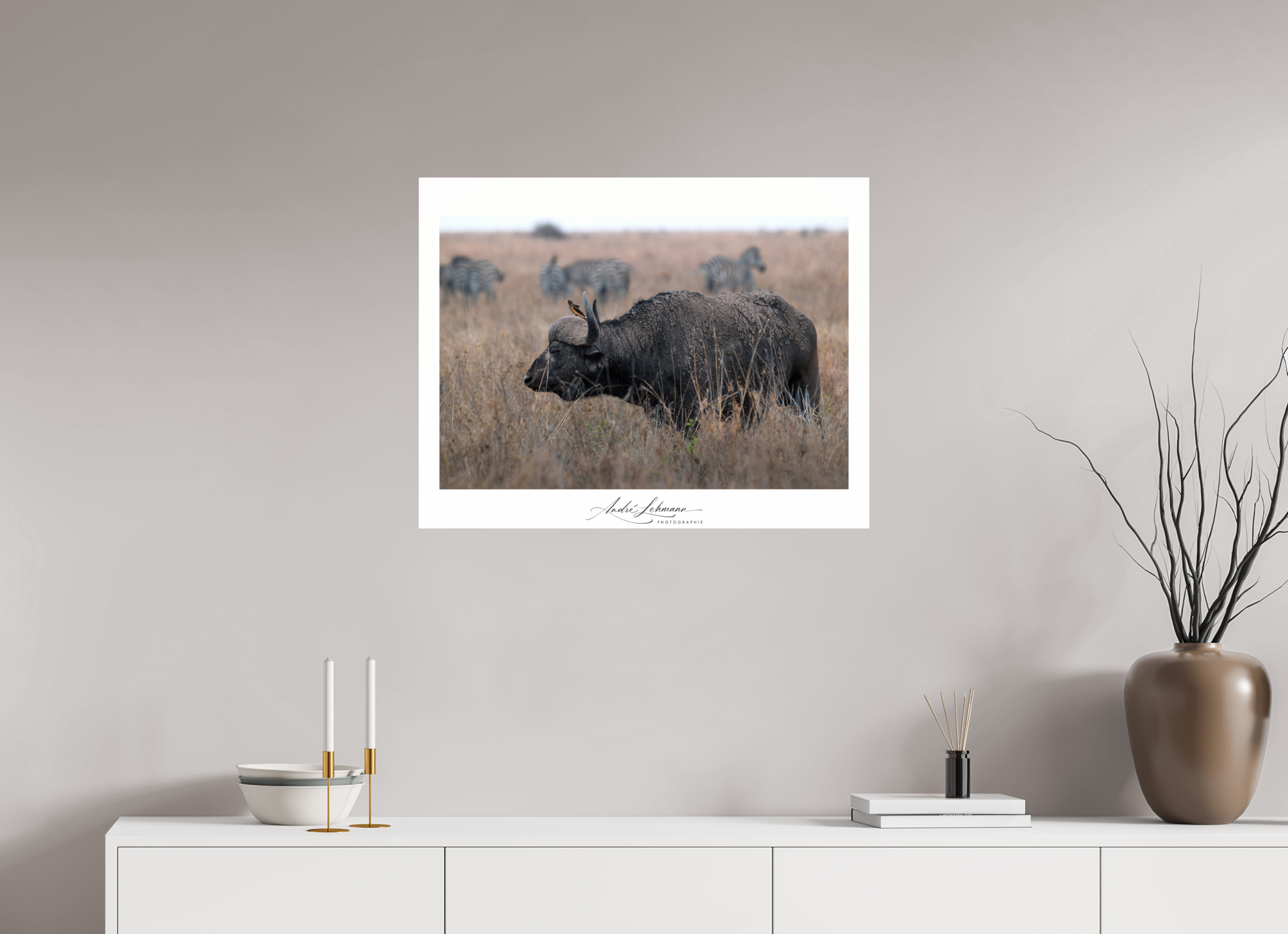 77 x 60 cm, Photo Print Under Acrylic Glass African Buffalo