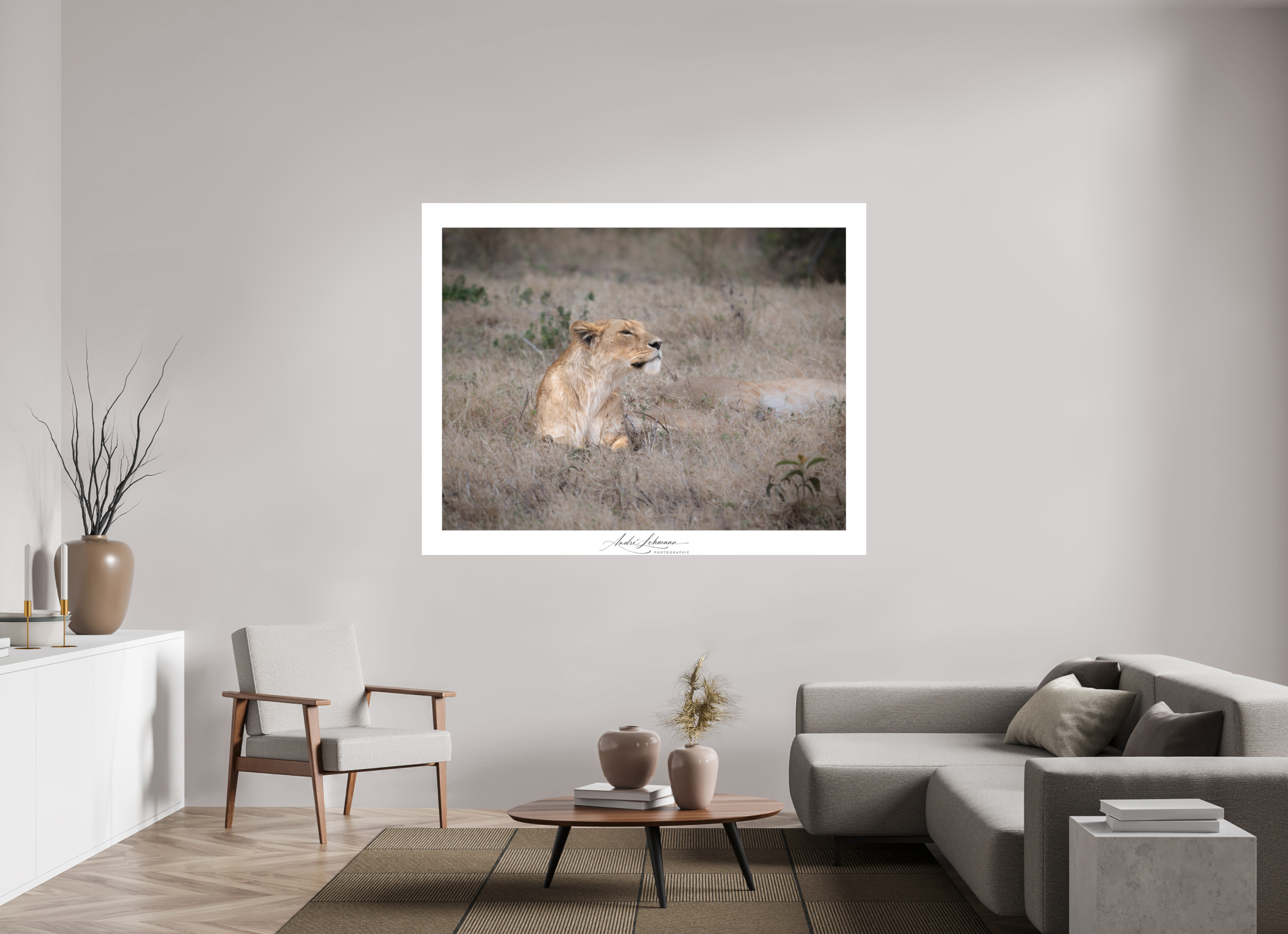 176.8 x 140 cm, Foto-Druck auf Alu-Dibond An attentive lioness (Alu Dibond)