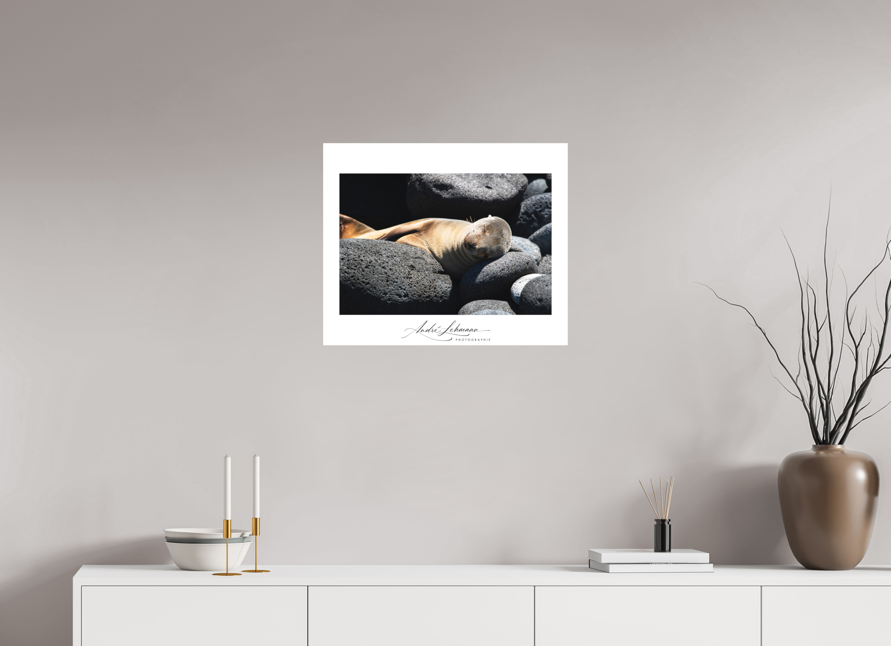 60.5 x 50 cm, Foto-Druck auf Alu-Dibond Galapagos Sea Lion