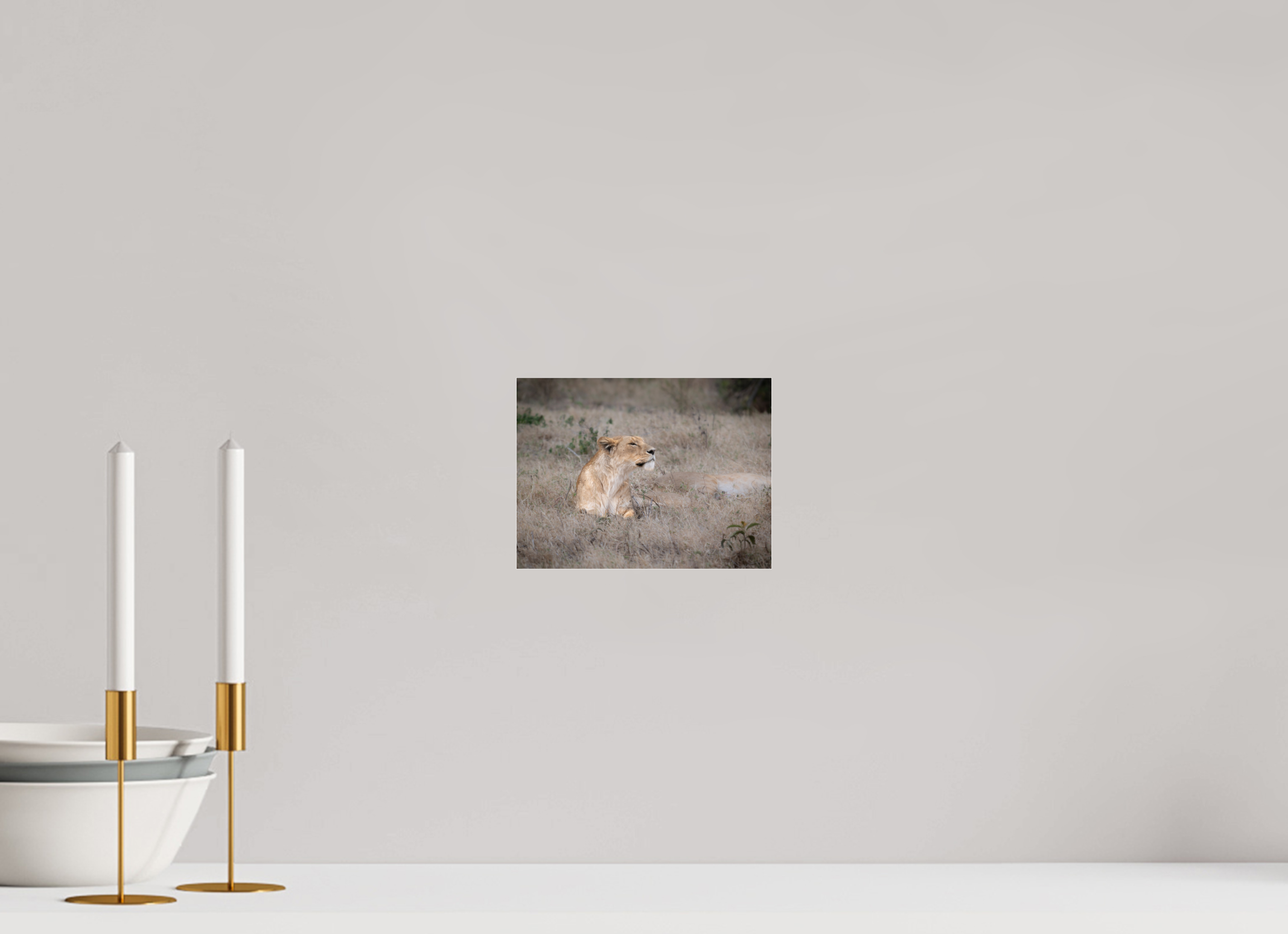 20 x 15 cm, Photo Print Under Acrylic Glass An attentive lioness (No frame)