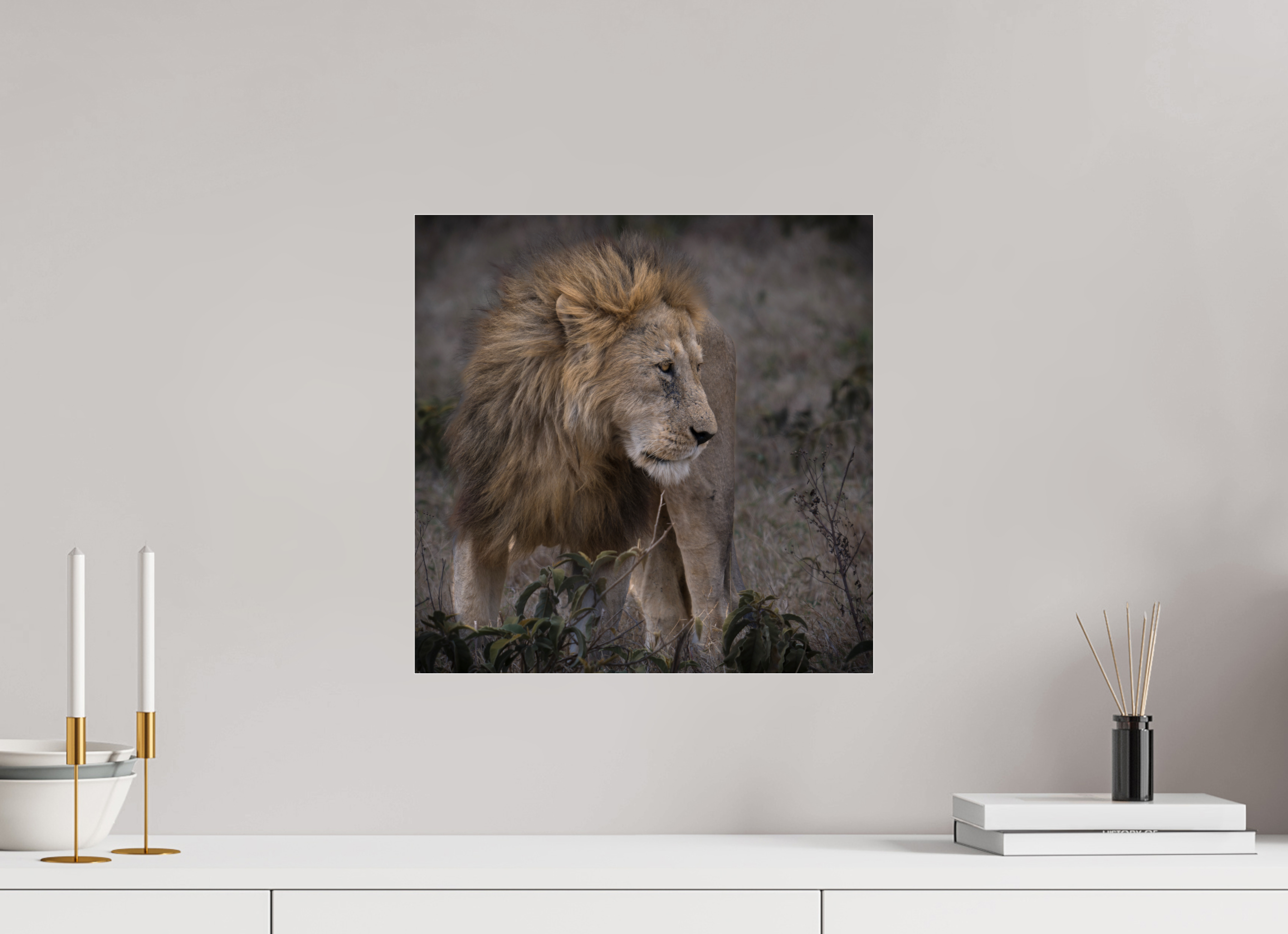 40 x 40 cm, Photo Print Under Acrylic Glass Male lion