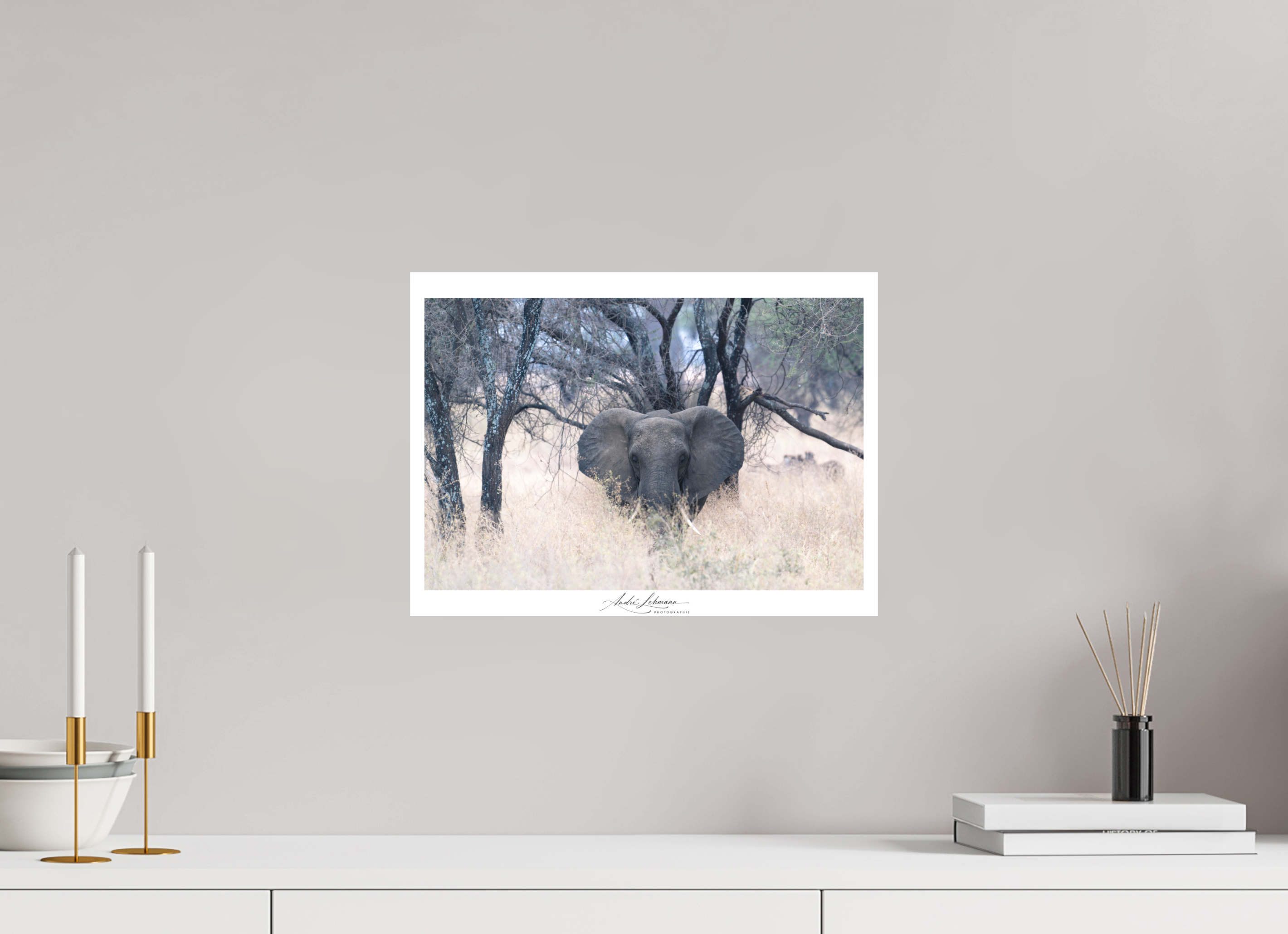 40.8 x 30 cm, Foto-Druck auf Alu-Dibond African Elephant