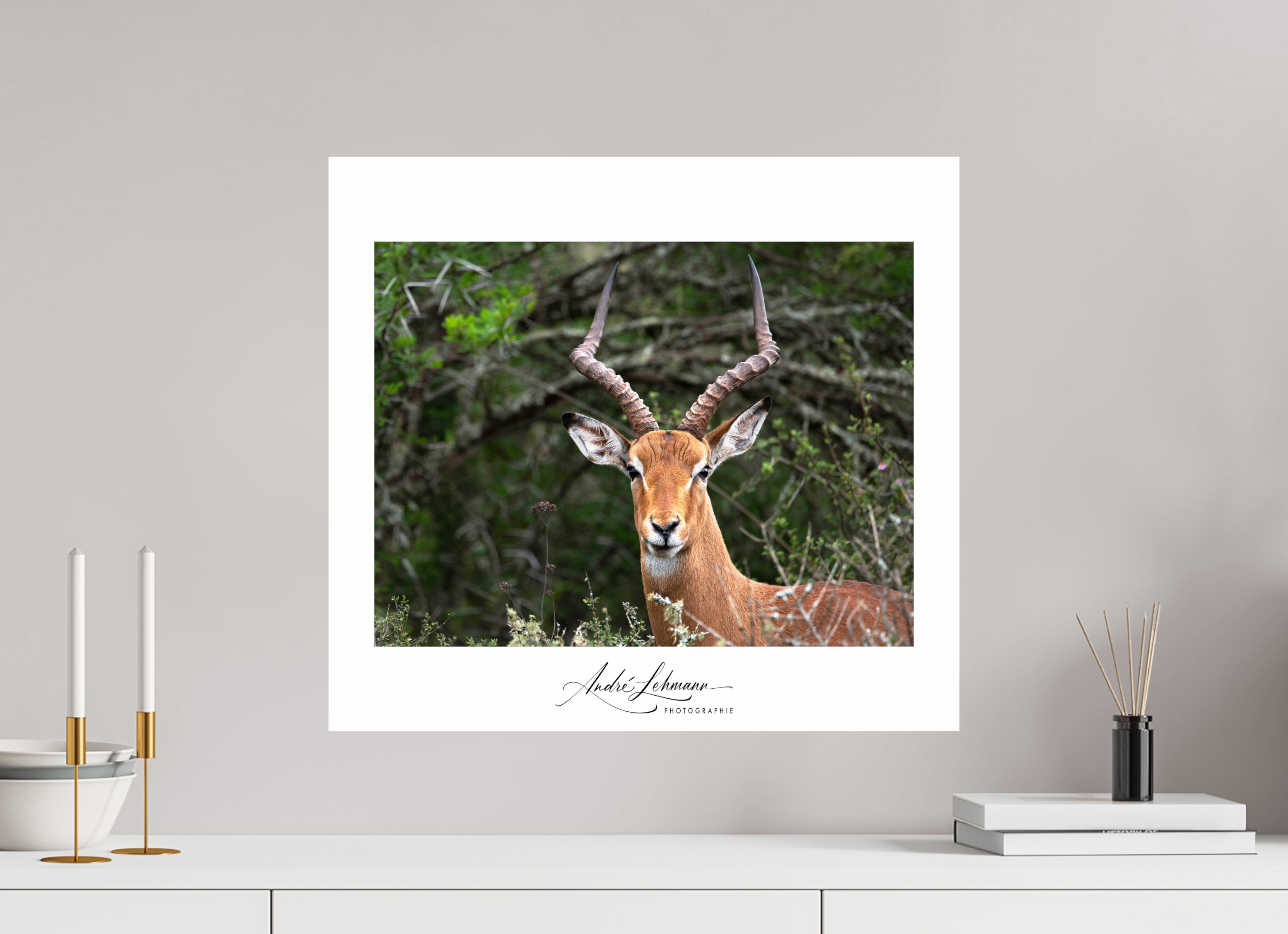 54.9 x 50 cm, Photo Print Under Acrylic Glass Impala