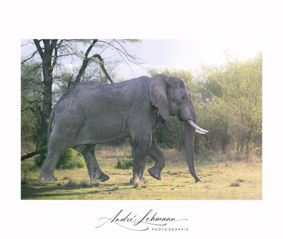 Main image Giant walking
