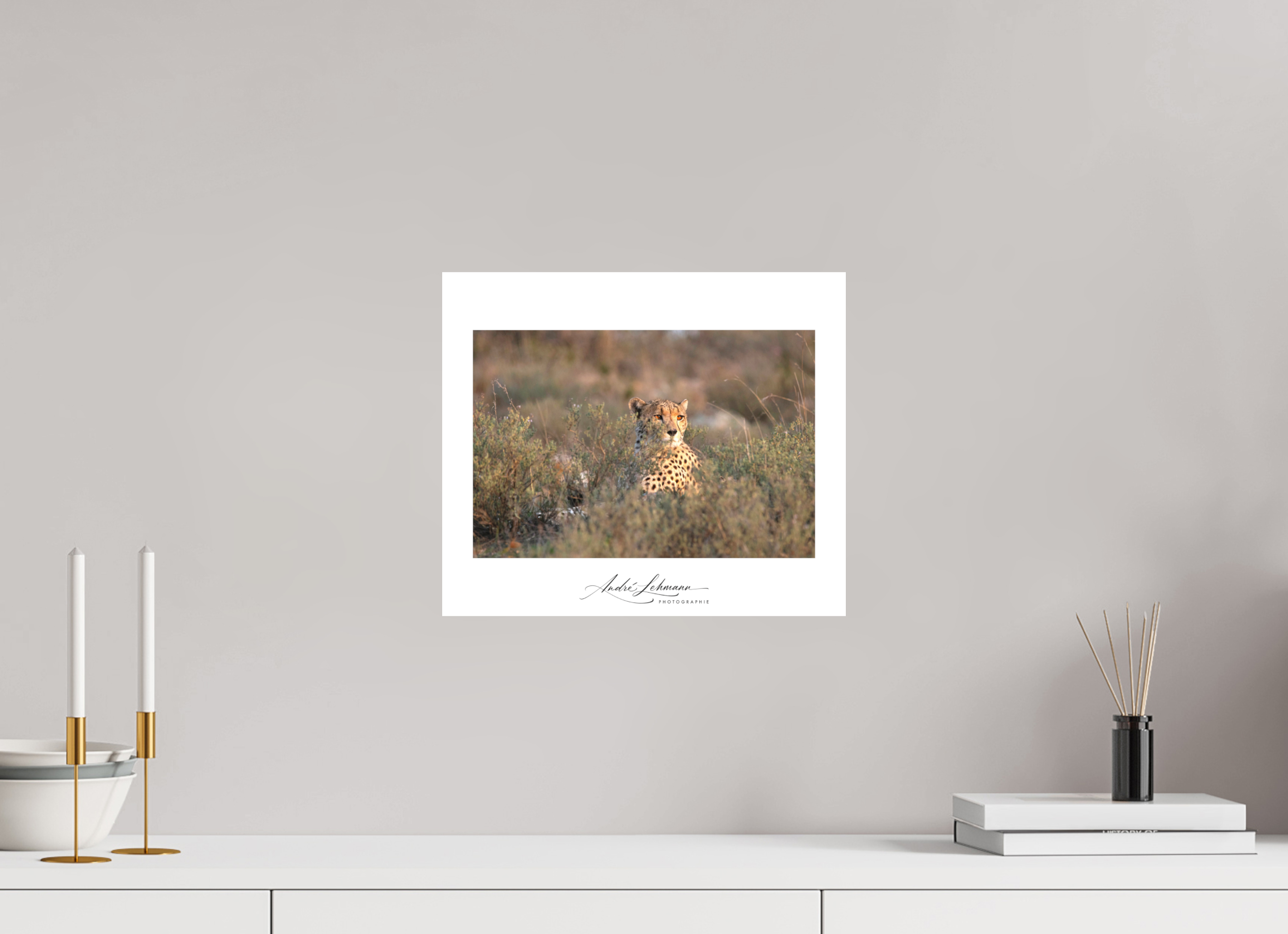 35.2 x 30 cm, Foto-Druck auf Alu-Dibond Cheetah in the grass