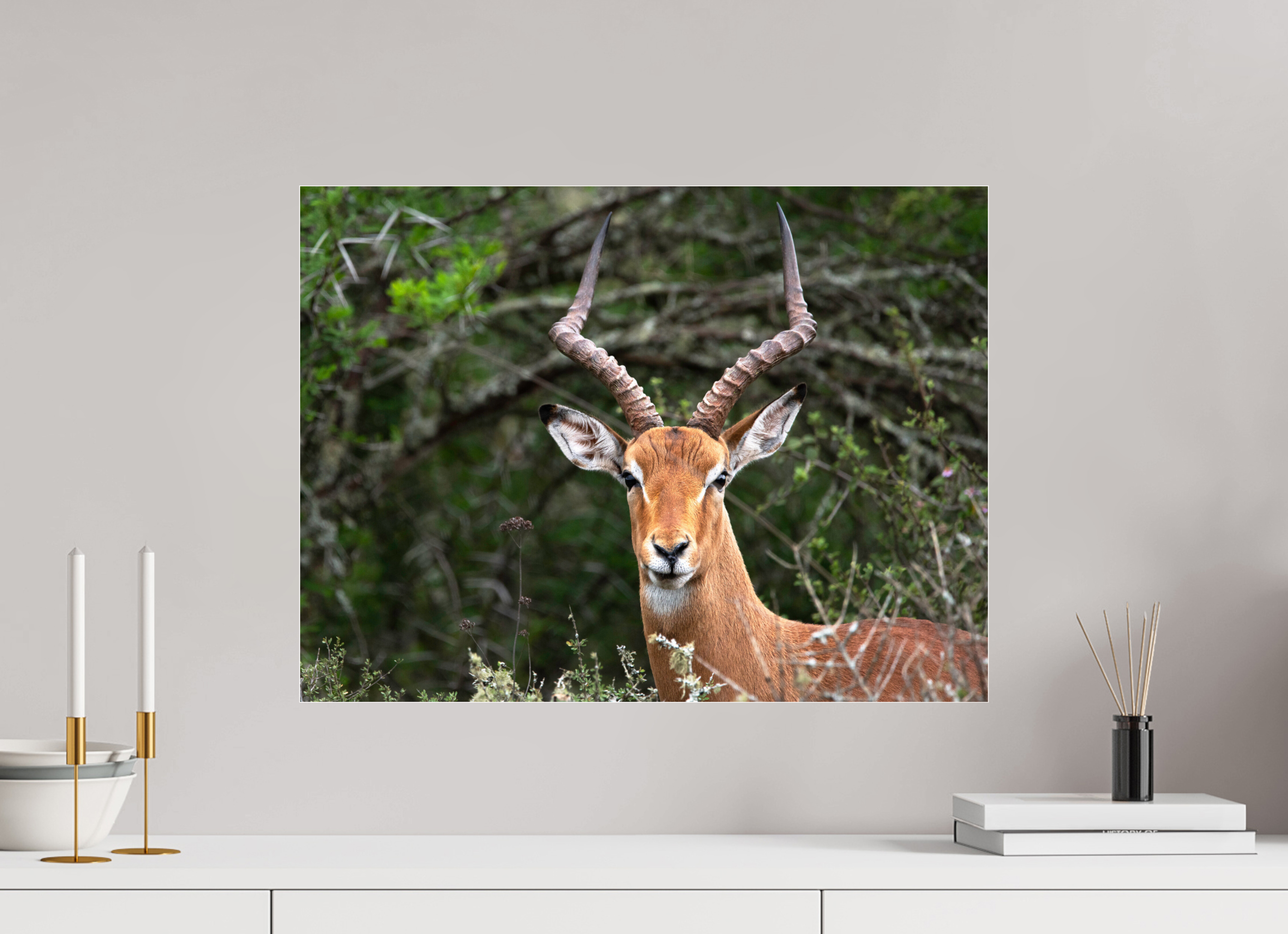 60 x 45 cm, Photo Print Under Acrylic Glass Impala (mo Frame)